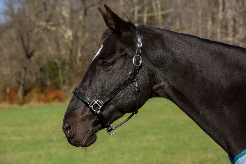 Henri de Rivel Pro Fancy Padded Rolled Throat Triple Stitched Halter JPC Equestrian