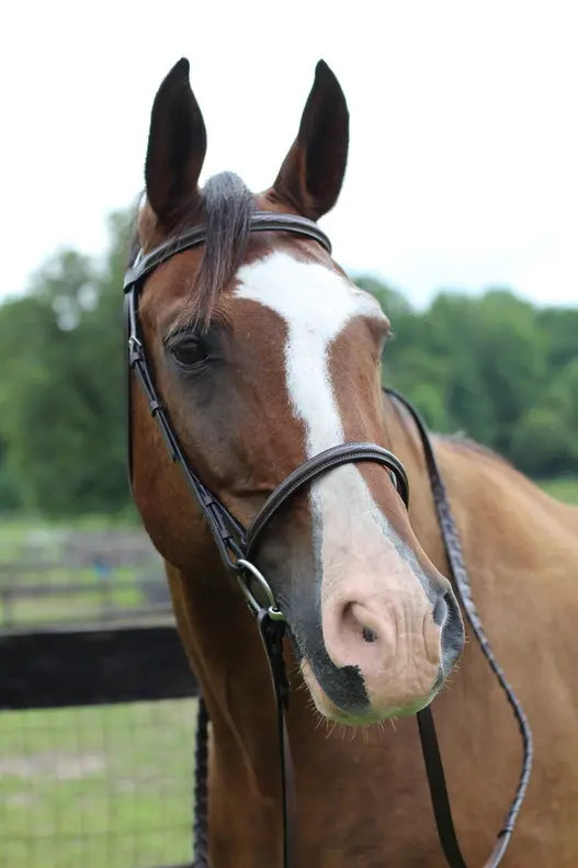 Henri de Rivel Pro Fancy Raised Bridle With Laced Reins JPC Equestrian