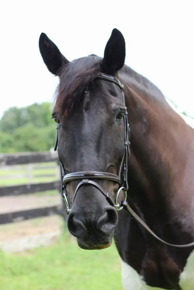 Henri de Rivel Pro Piaffe Mono Crown Bridle with Flash Noseband with Patent Leather and webbed rubber reins with leather stops JPC Equestrian