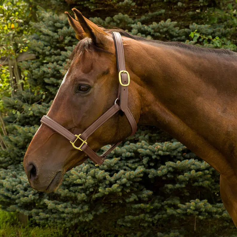 Henri de Rivel Vegan-X Leather Halter JPC Equestrian