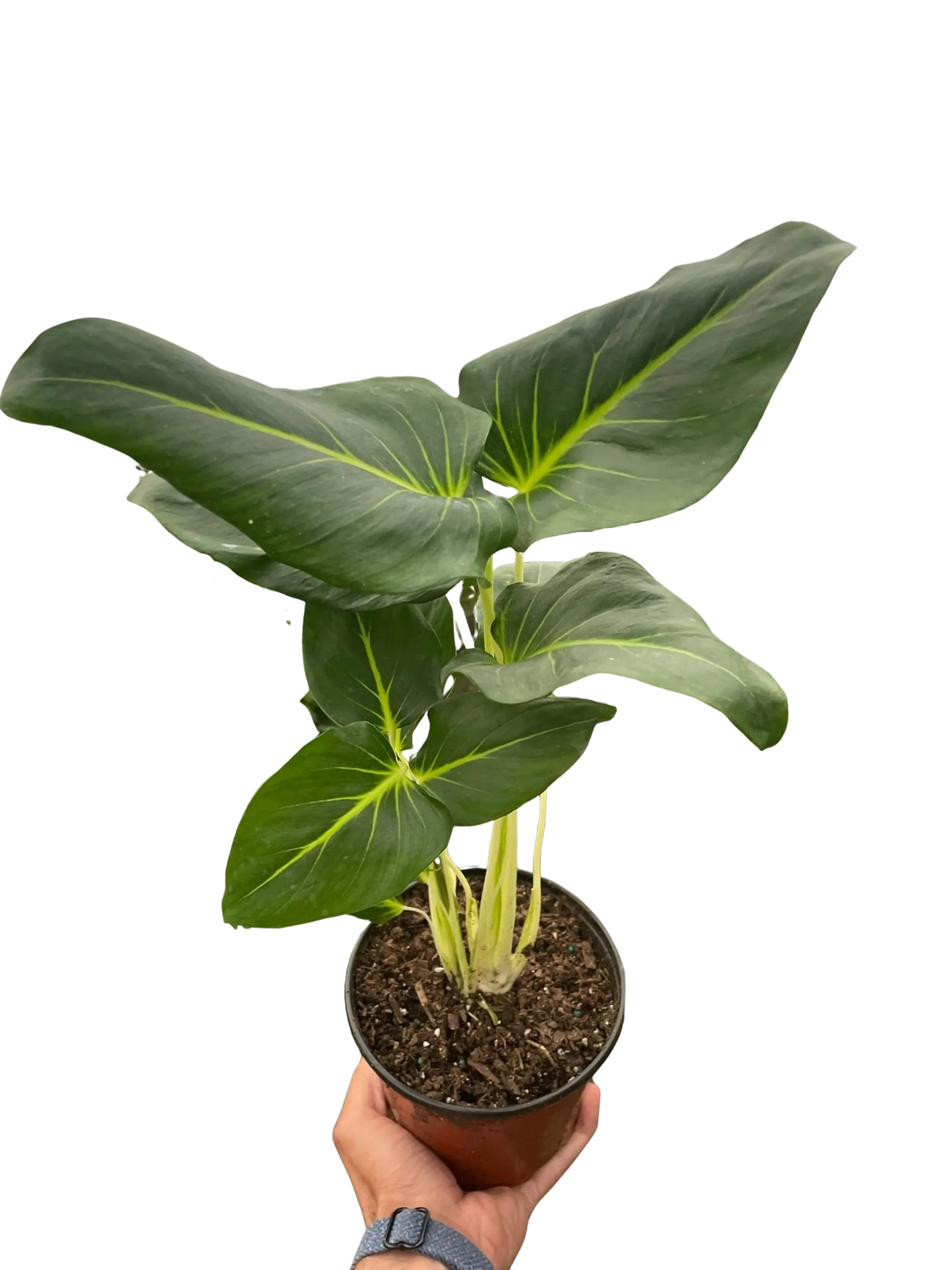 Homalomena Lindenii House Plant Wholesale