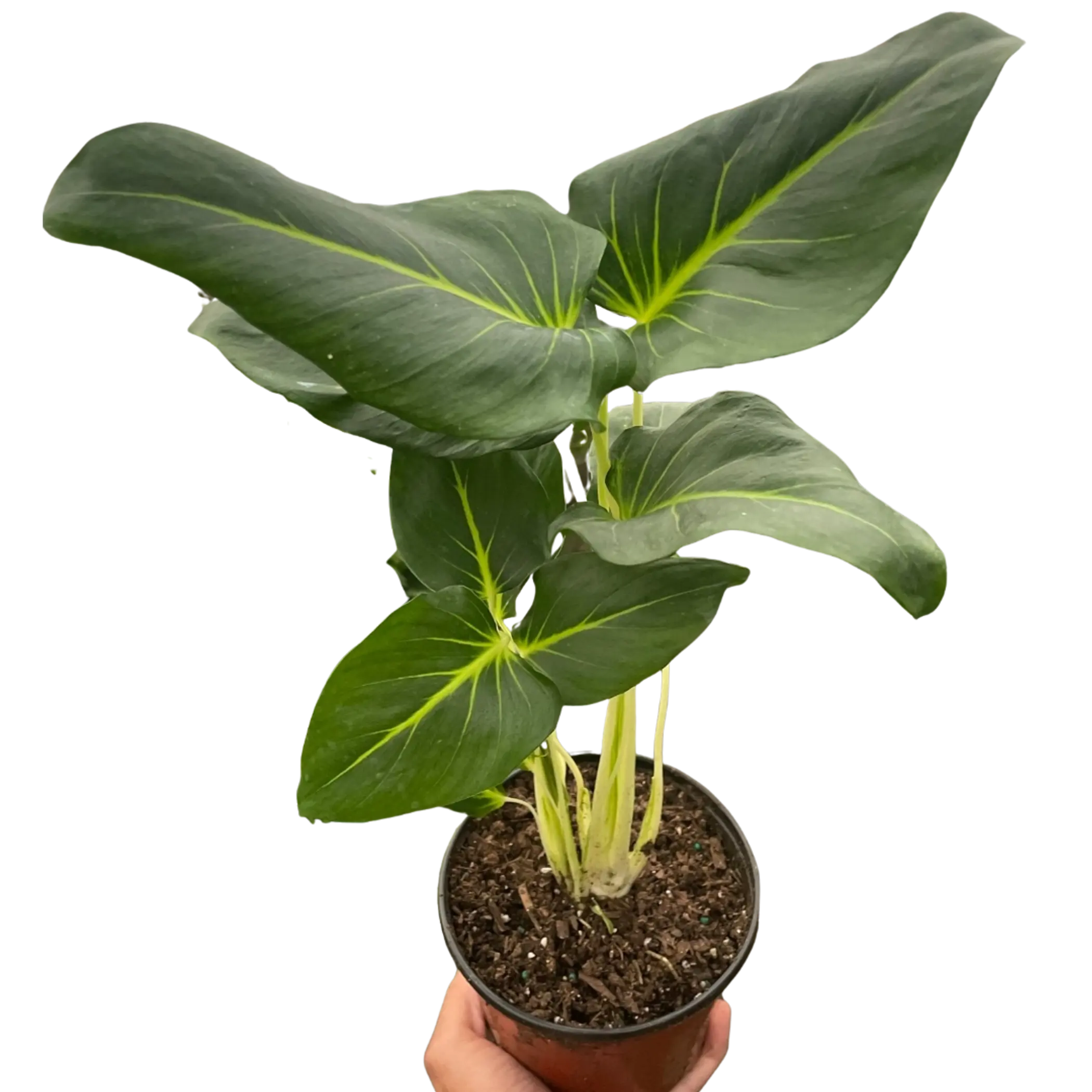 Homalomena Lindenii House Plant Wholesale