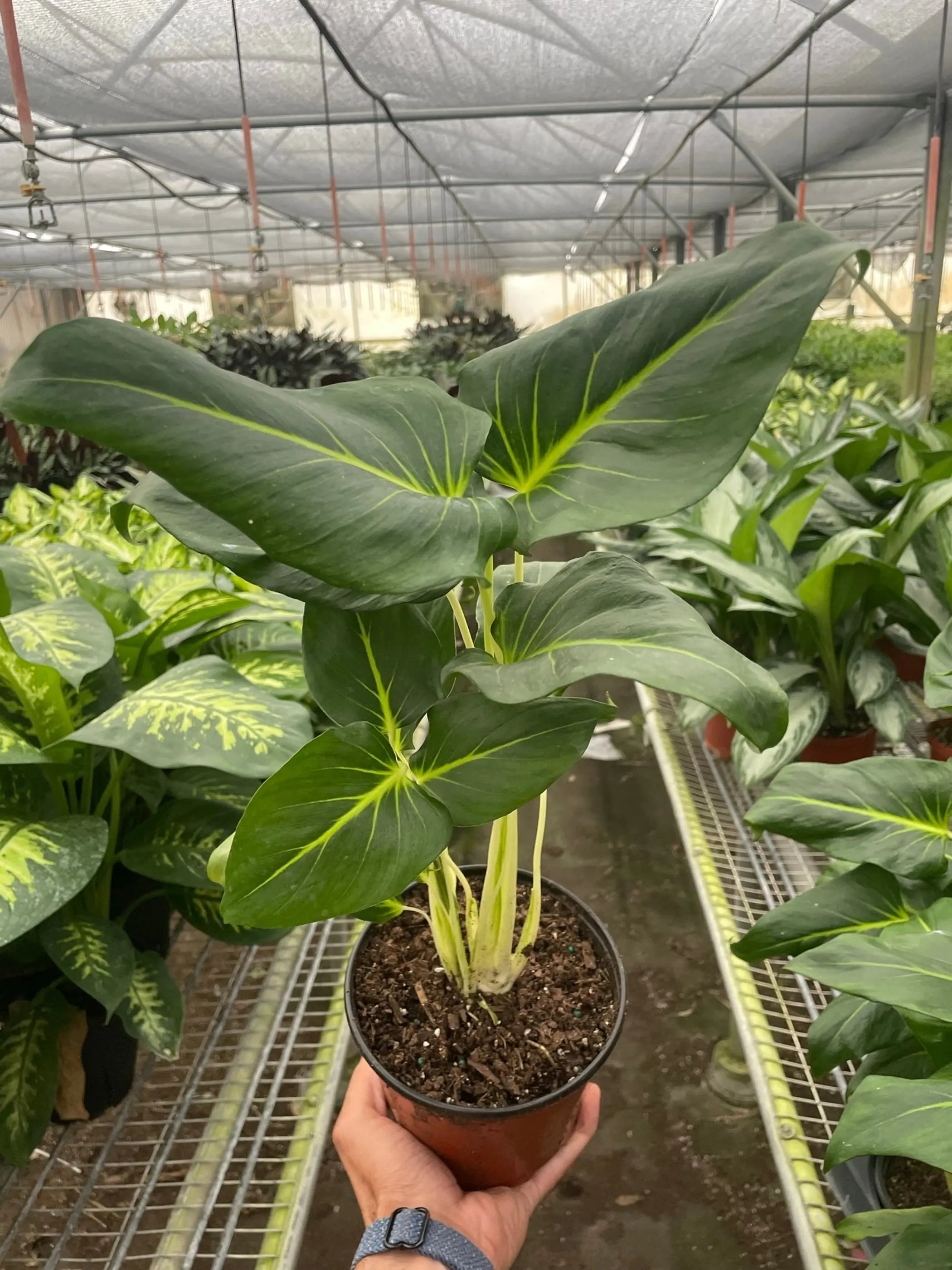 Homalomena Lindenii House Plant Wholesale
