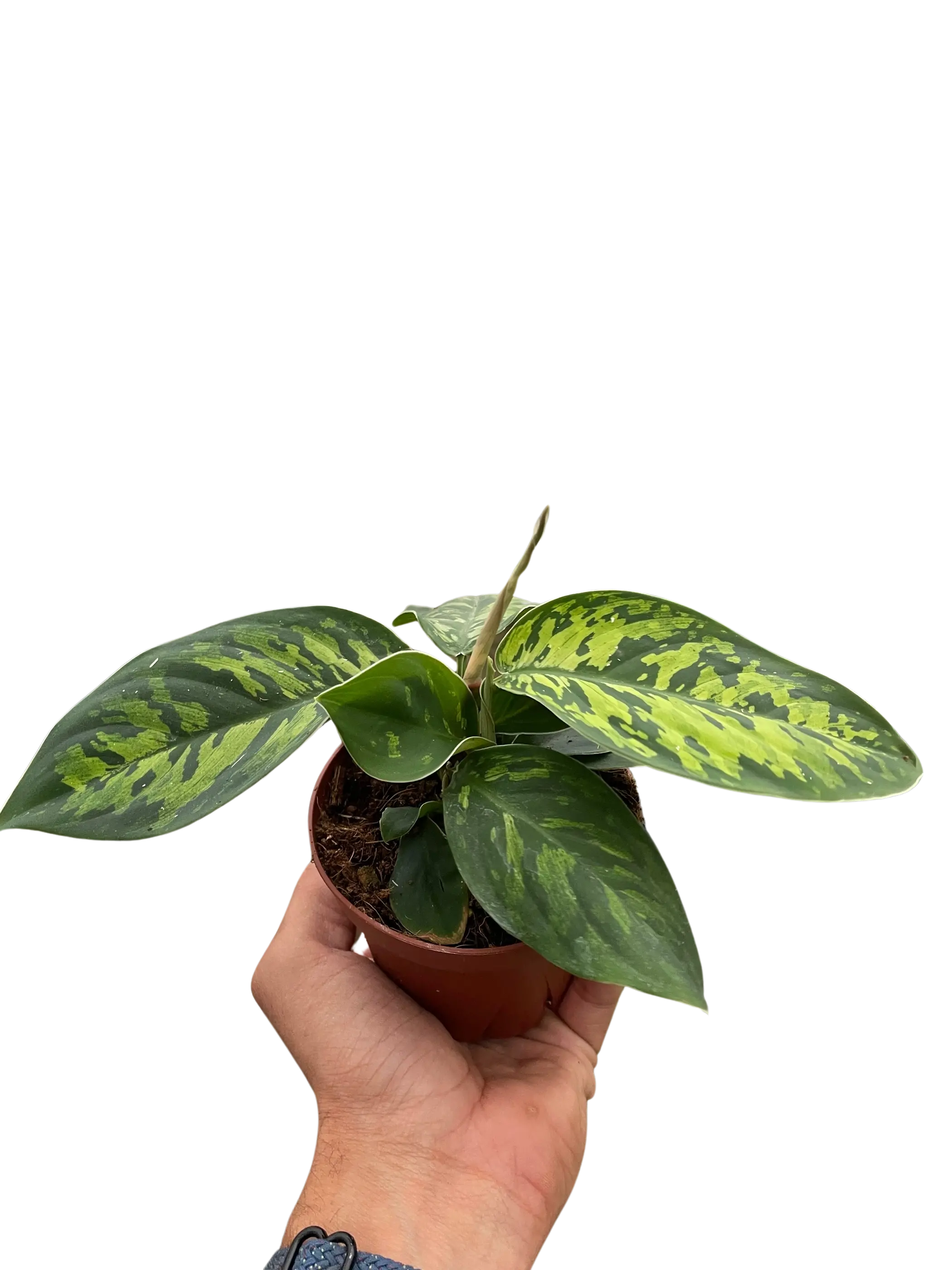 Homalomena 'Camouflage' House Plant Wholesale