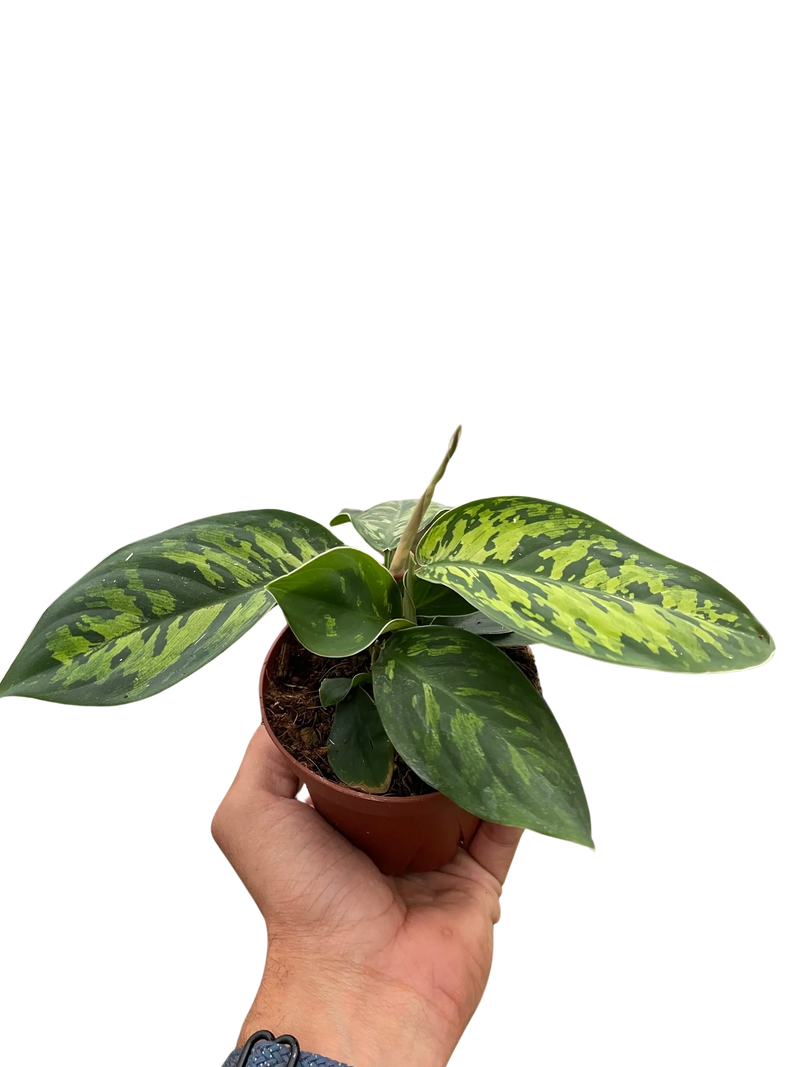 Homalomena 'Camouflage' House Plant Wholesale