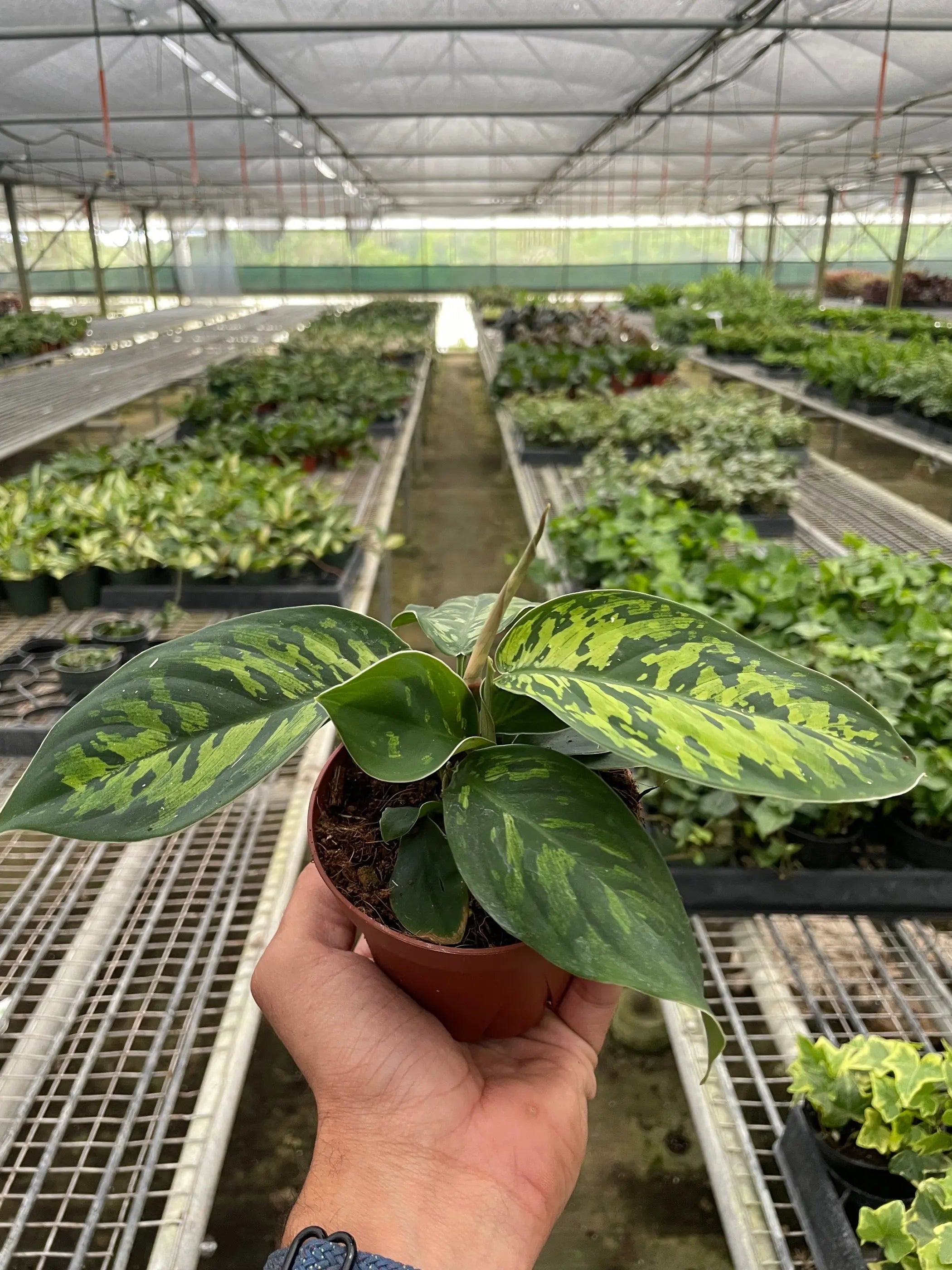 Homalomena 'Camouflage' House Plant Wholesale