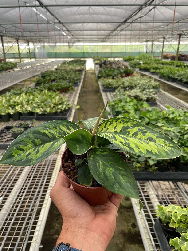 Homalomena 'Camouflage' House Plant Wholesale