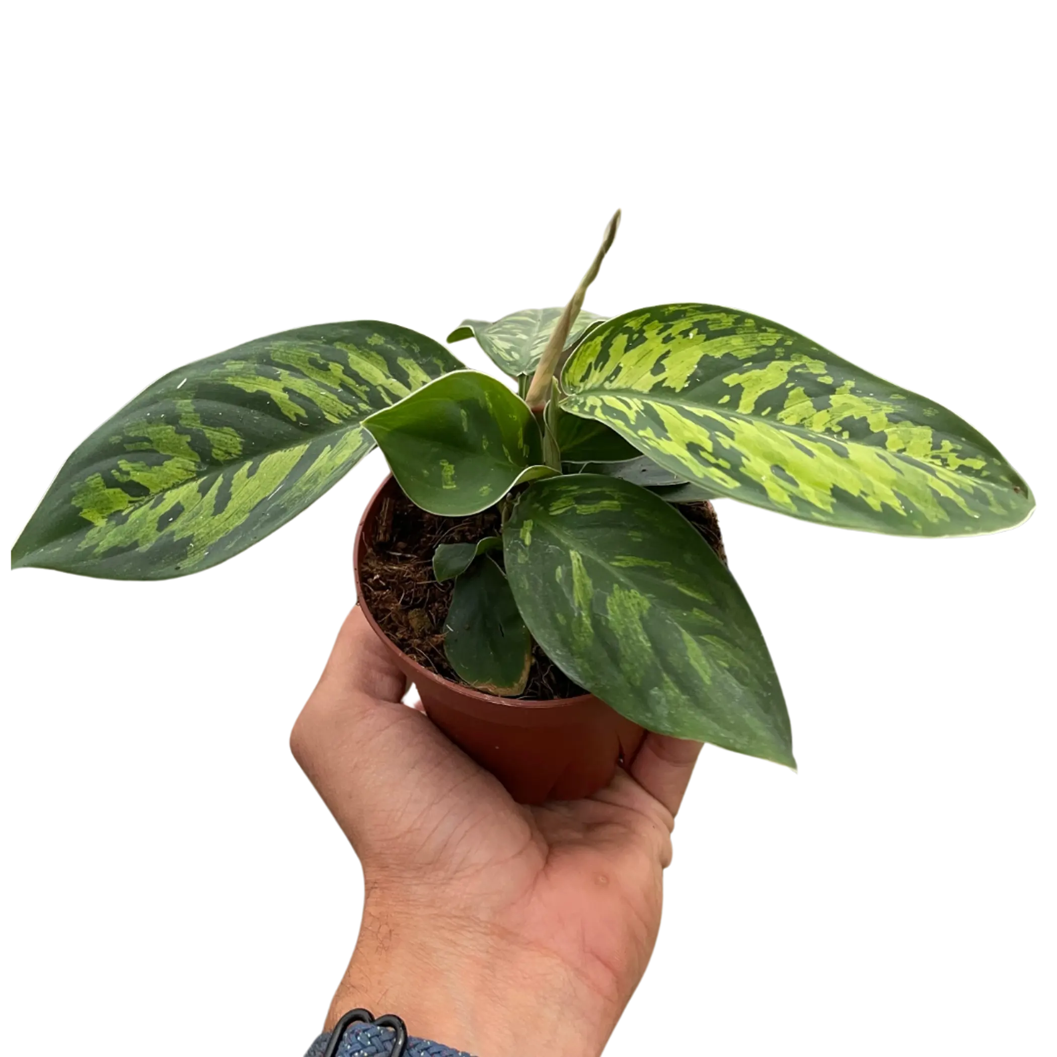 Homalomena 'Camouflage' House Plant Wholesale
