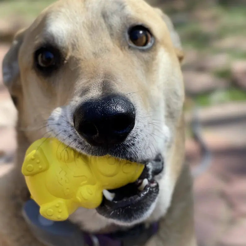 Honey Bear Treat Dispenser SodaPup