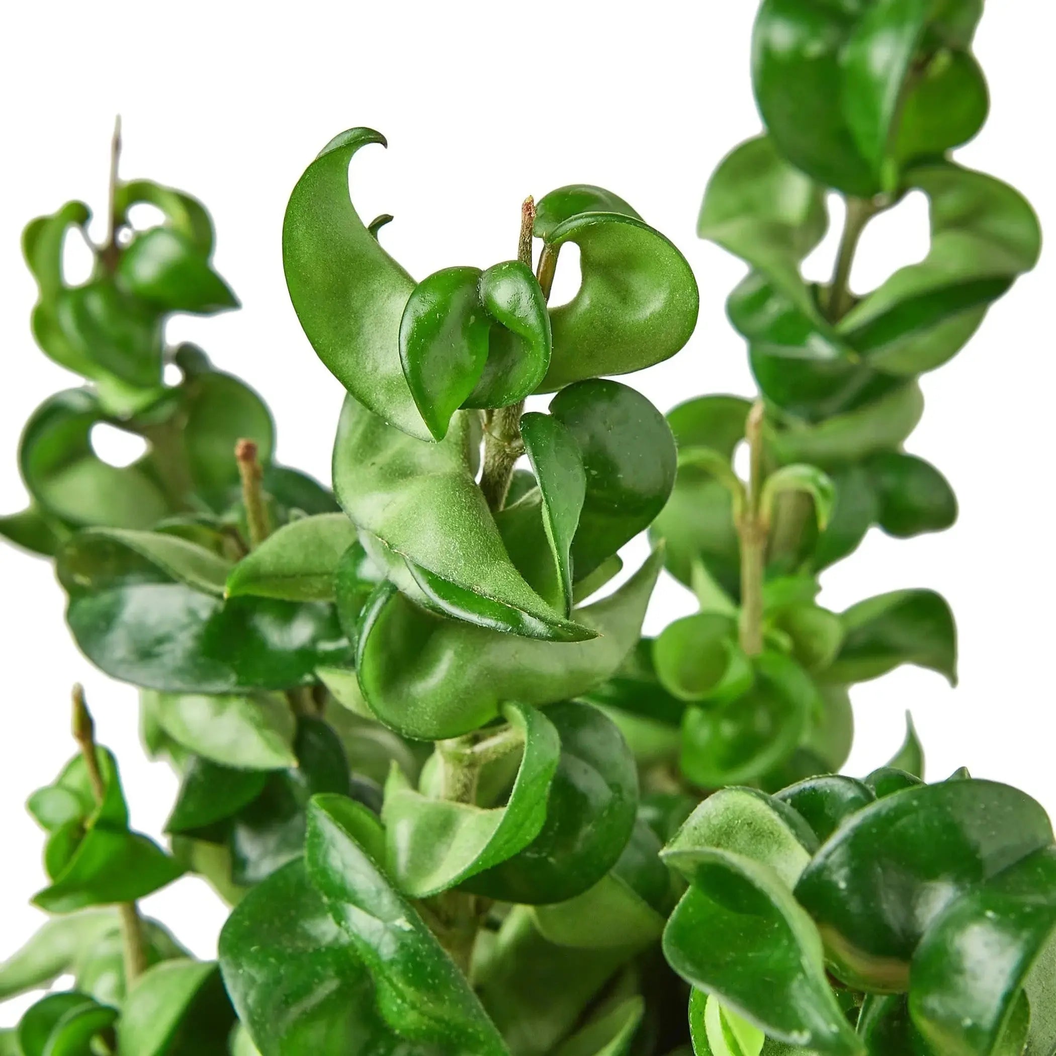 Hoya Rope Plant House Plant Wholesale