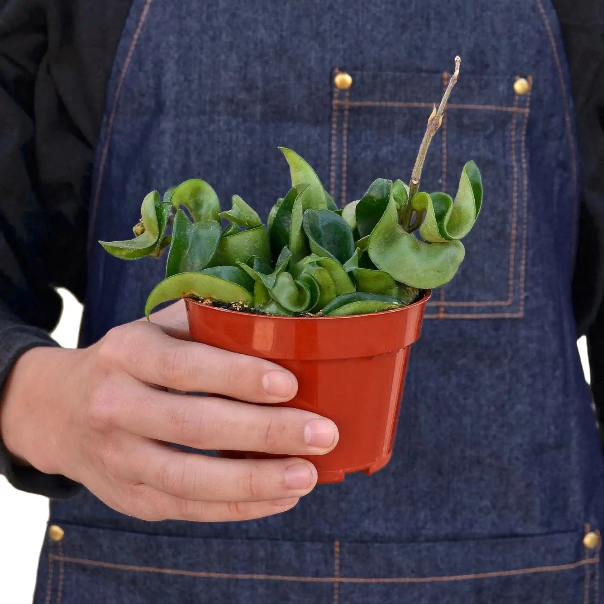 Hoya Rope Plant House Plant Wholesale