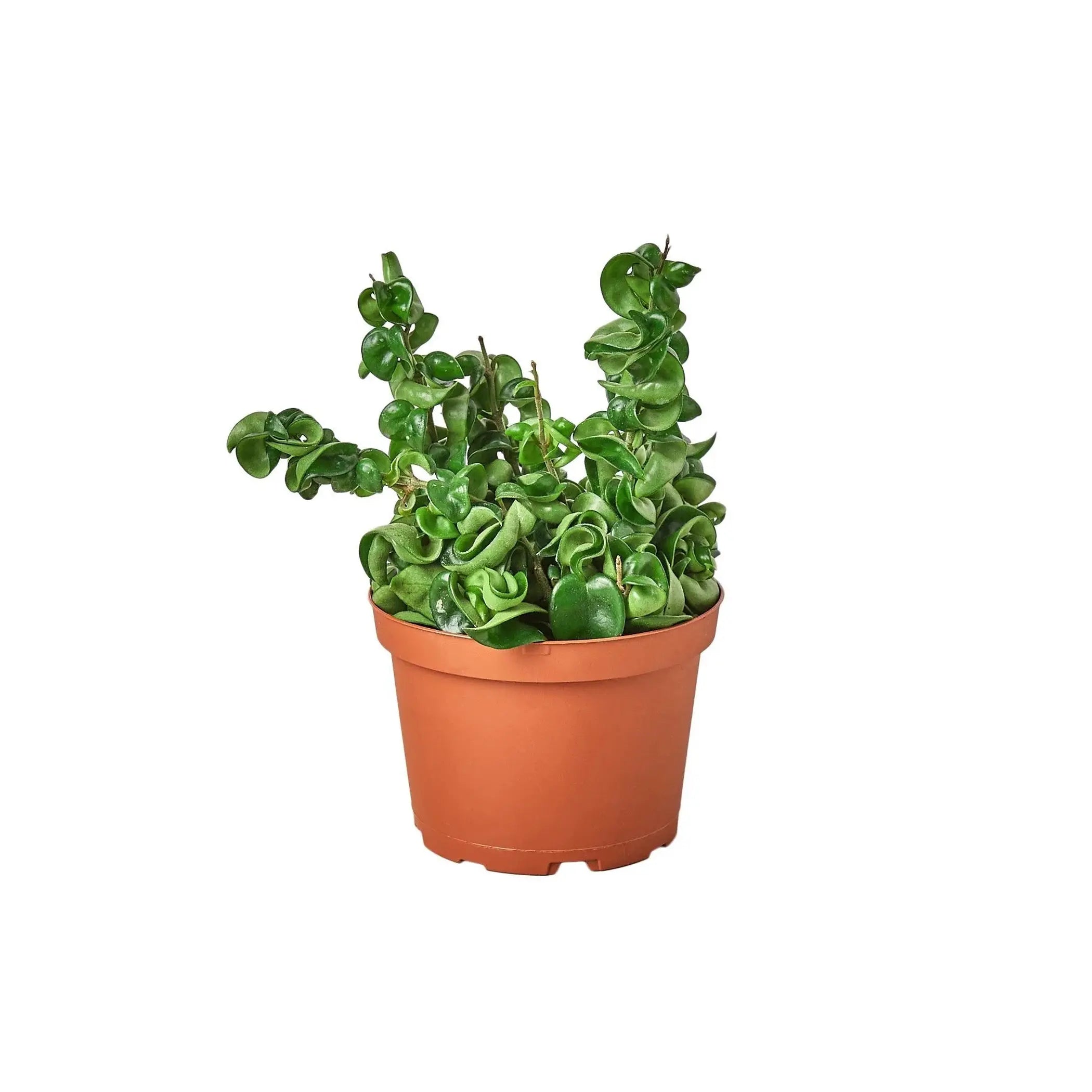 Hoya Rope Plant House Plant Wholesale