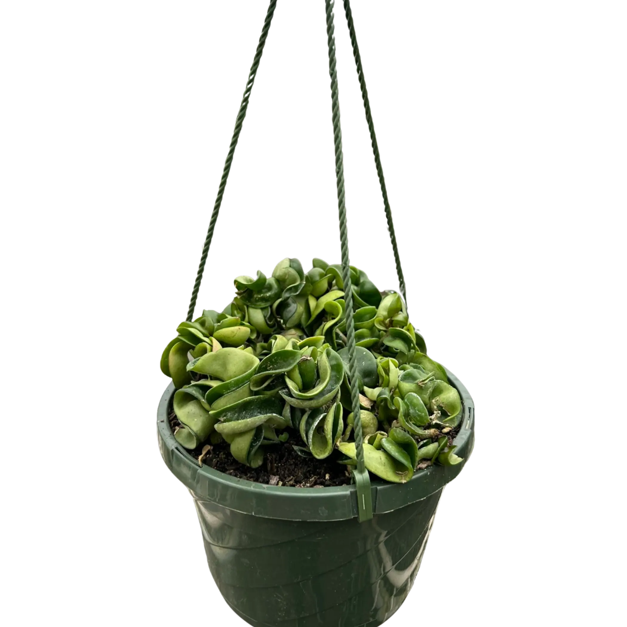 Hoya Rope Plant House Plant Wholesale