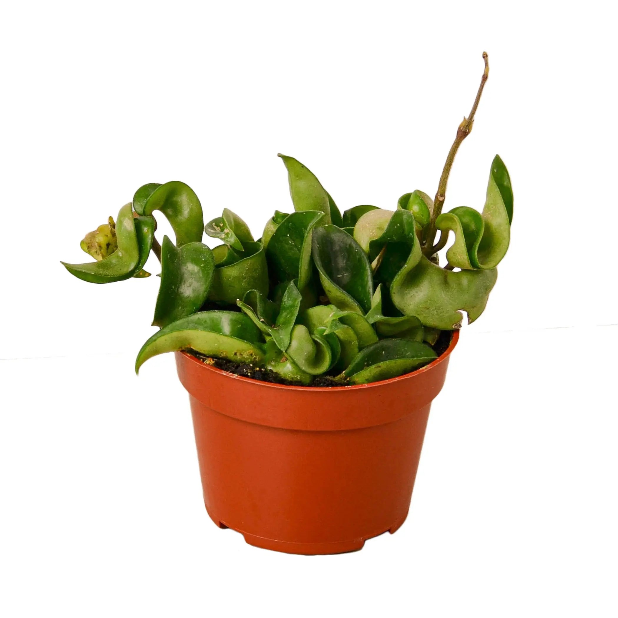 Hoya Rope Plant House Plant Wholesale
