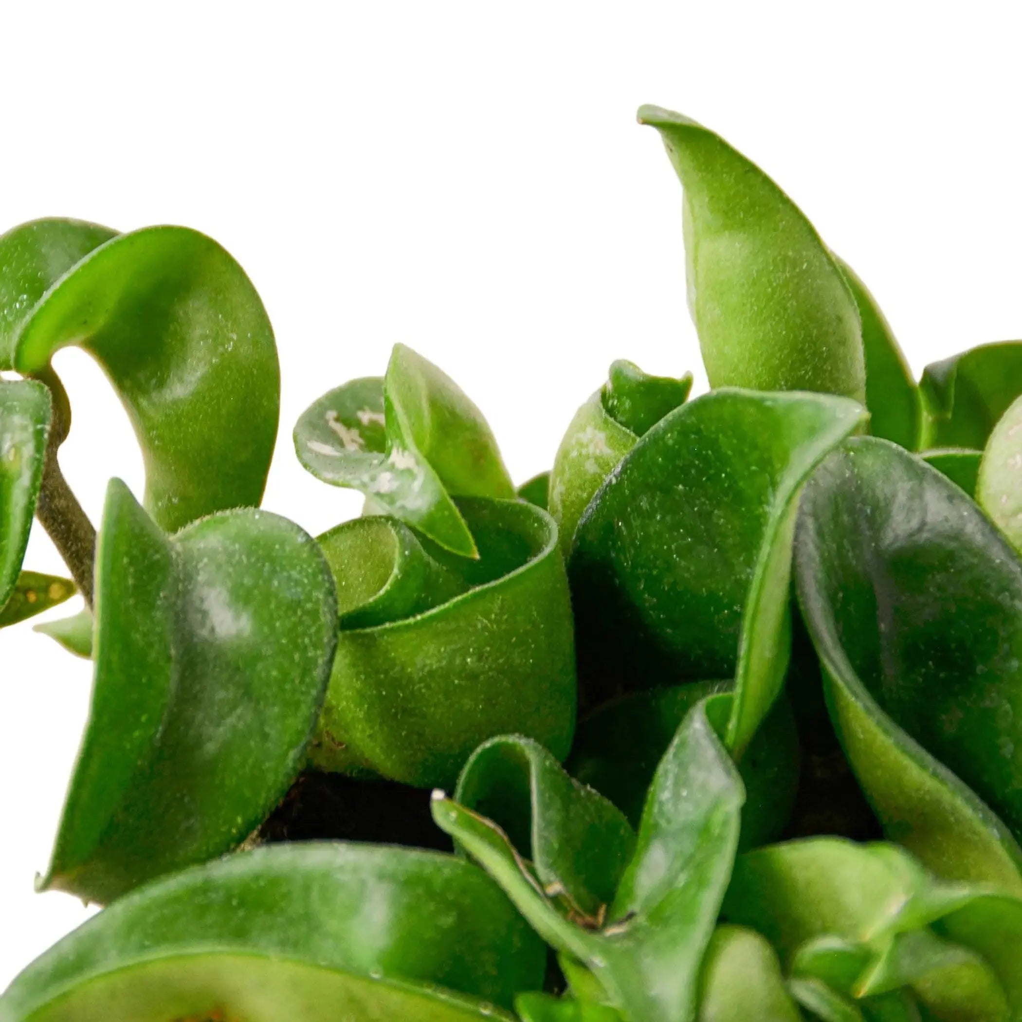 Hoya Rope Plant House Plant Wholesale