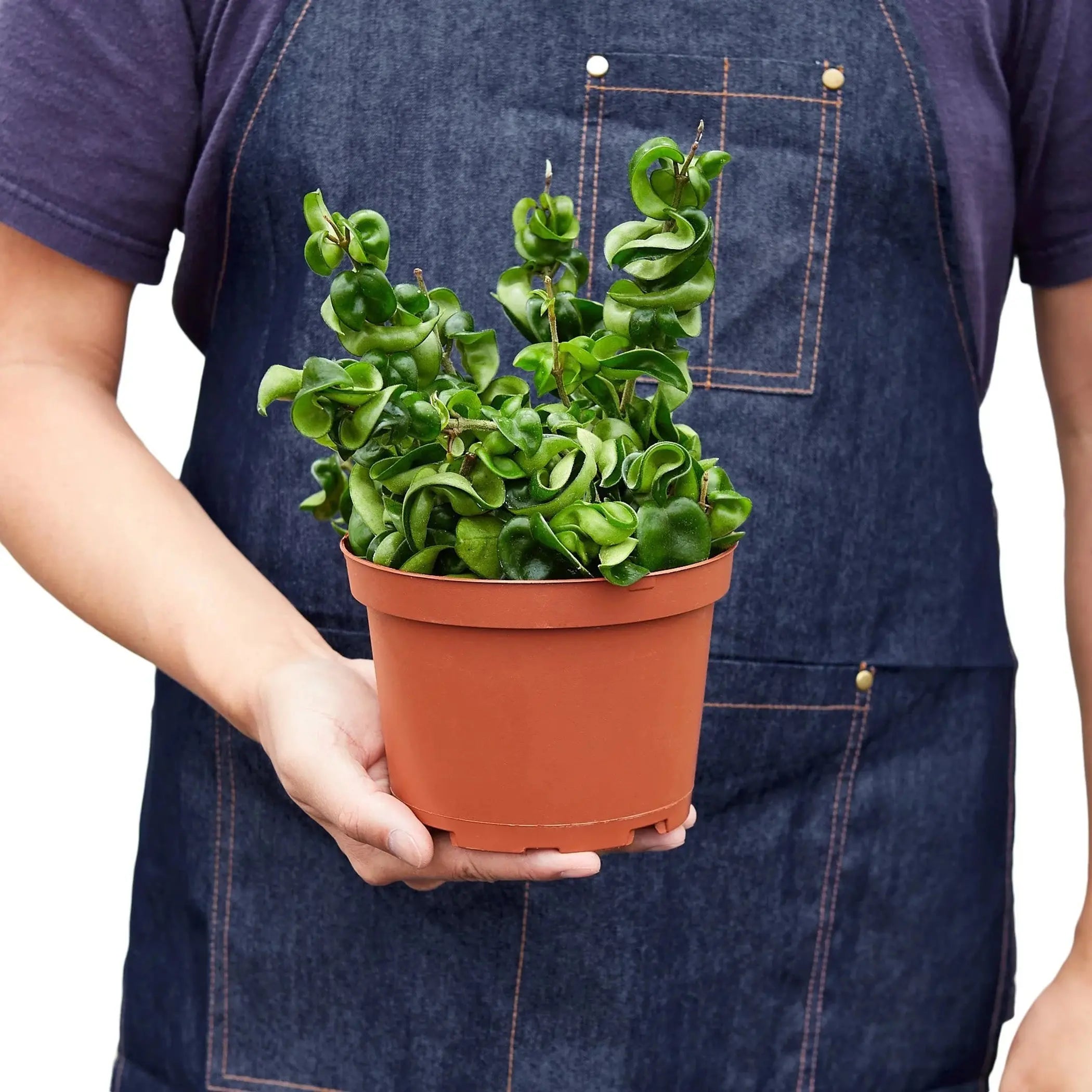 Hoya Rope Plant House Plant Wholesale