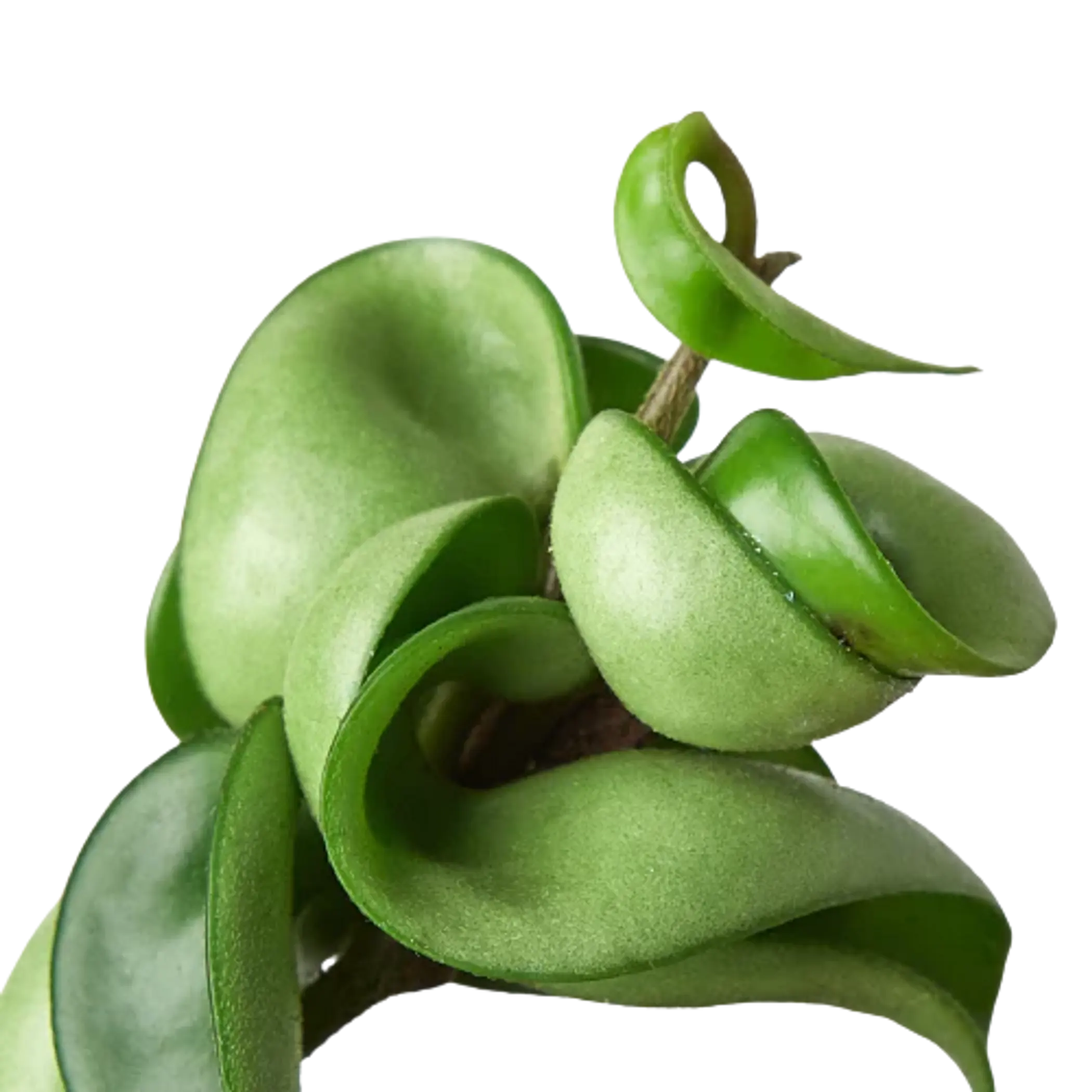 Hoya Rope Plant House Plant Wholesale