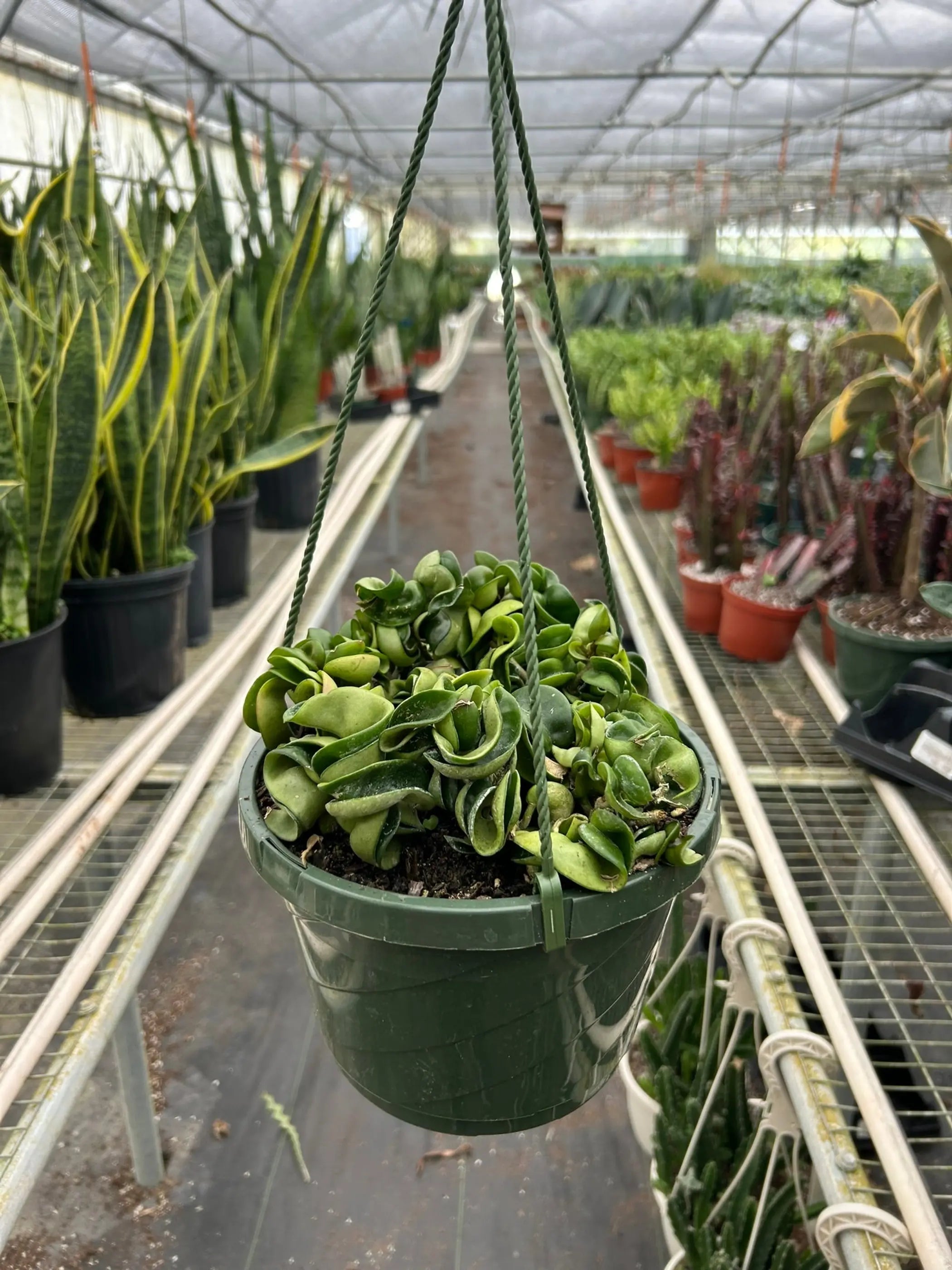 Hoya Rope Plant House Plant Wholesale