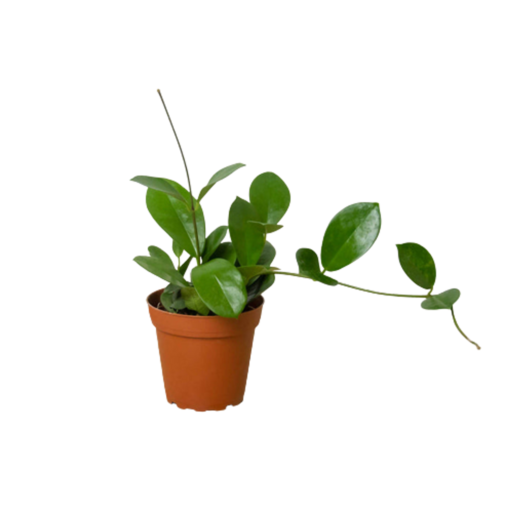 Hoya 'Australis' House Plant Wholesale