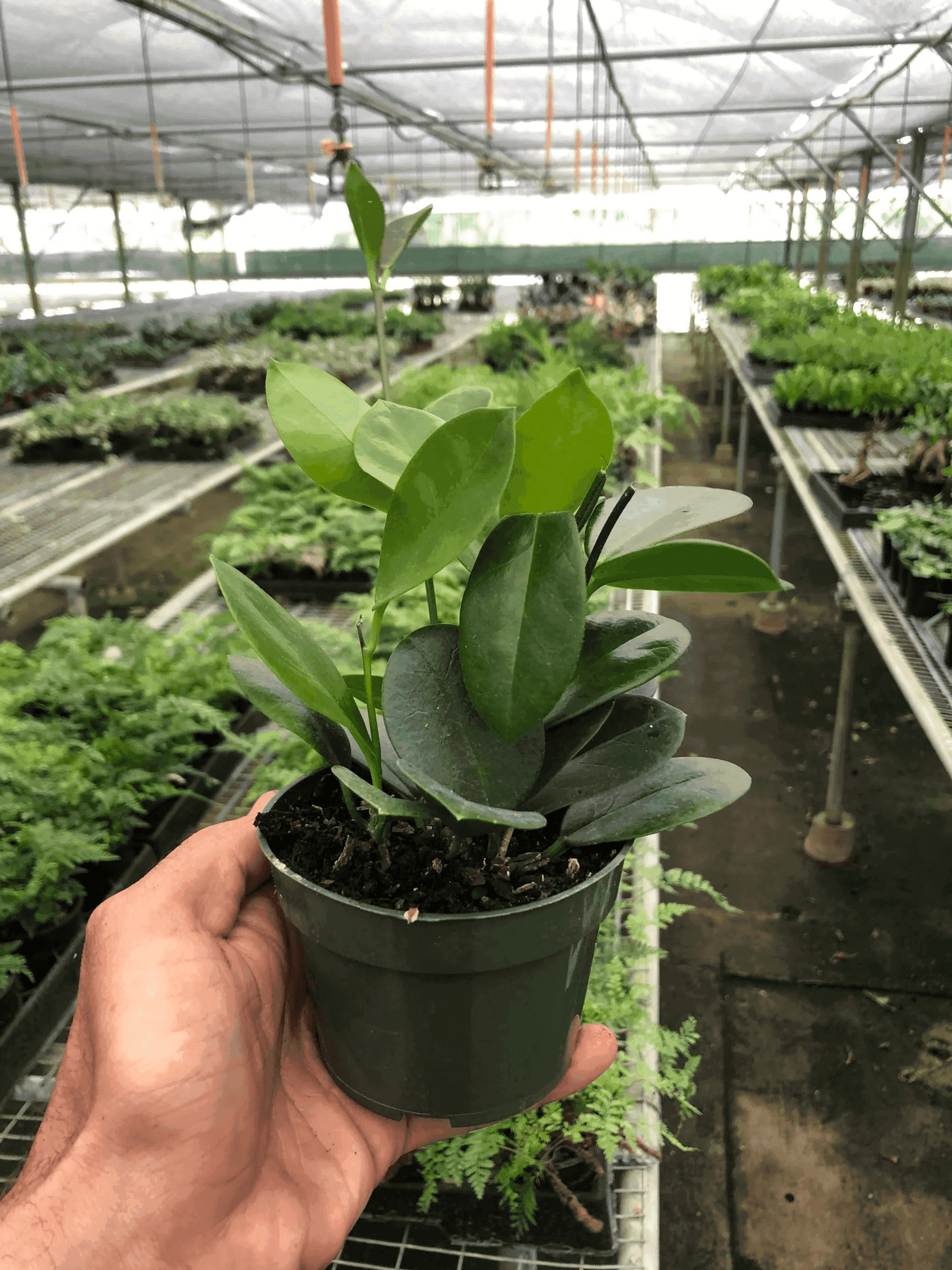 Hoya 'Australis' House Plant Wholesale