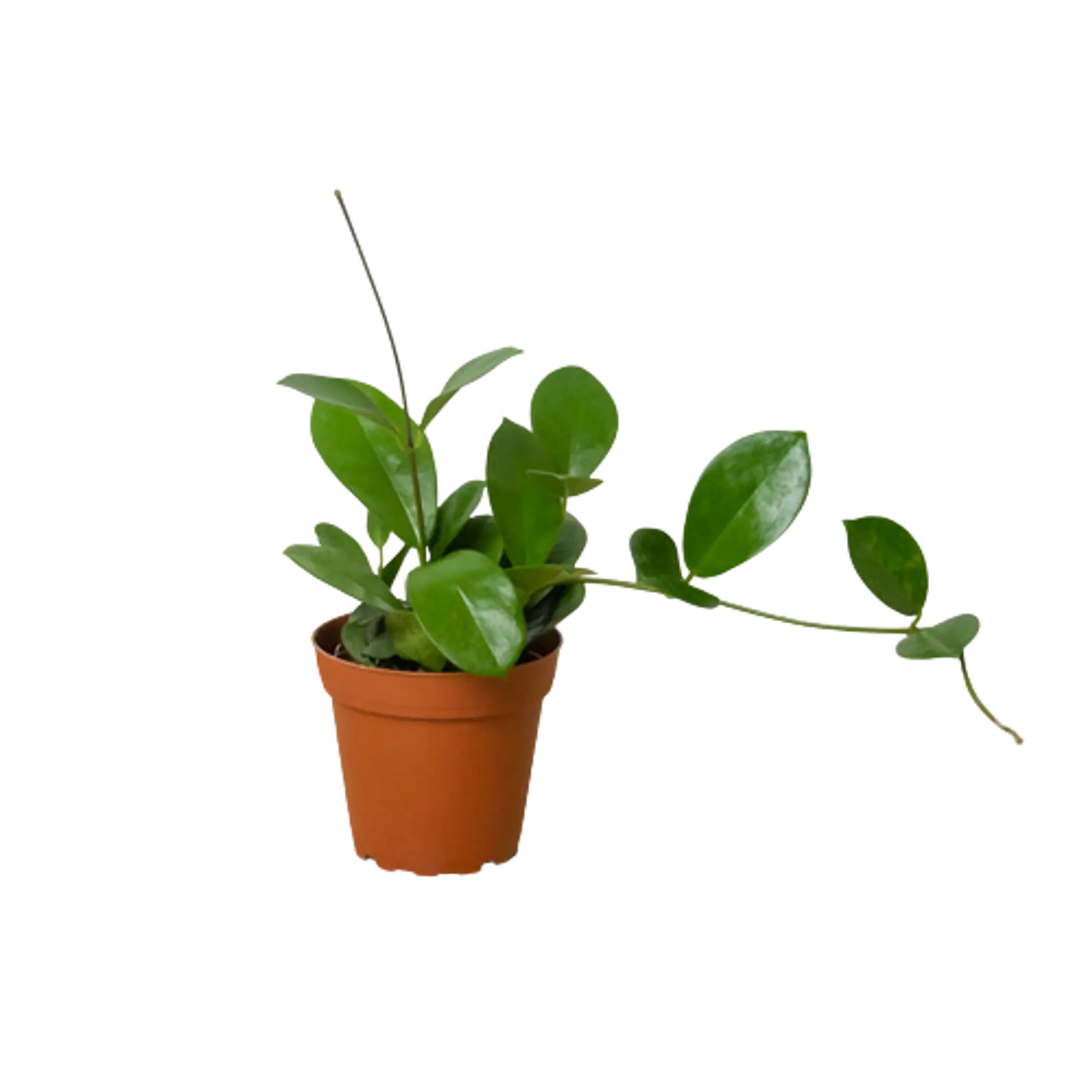 Hoya 'Australis' House Plant Wholesale