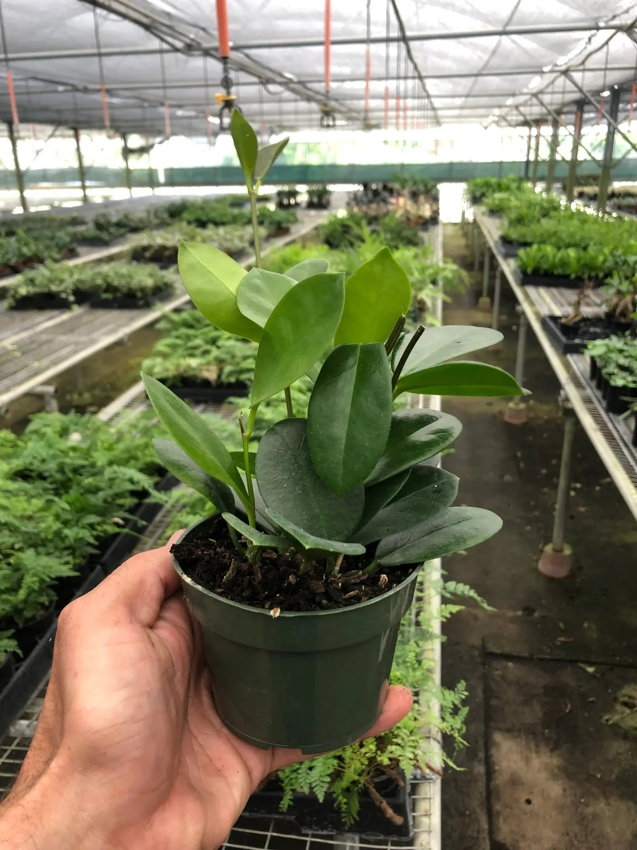 Hoya 'Australis' House Plant Wholesale