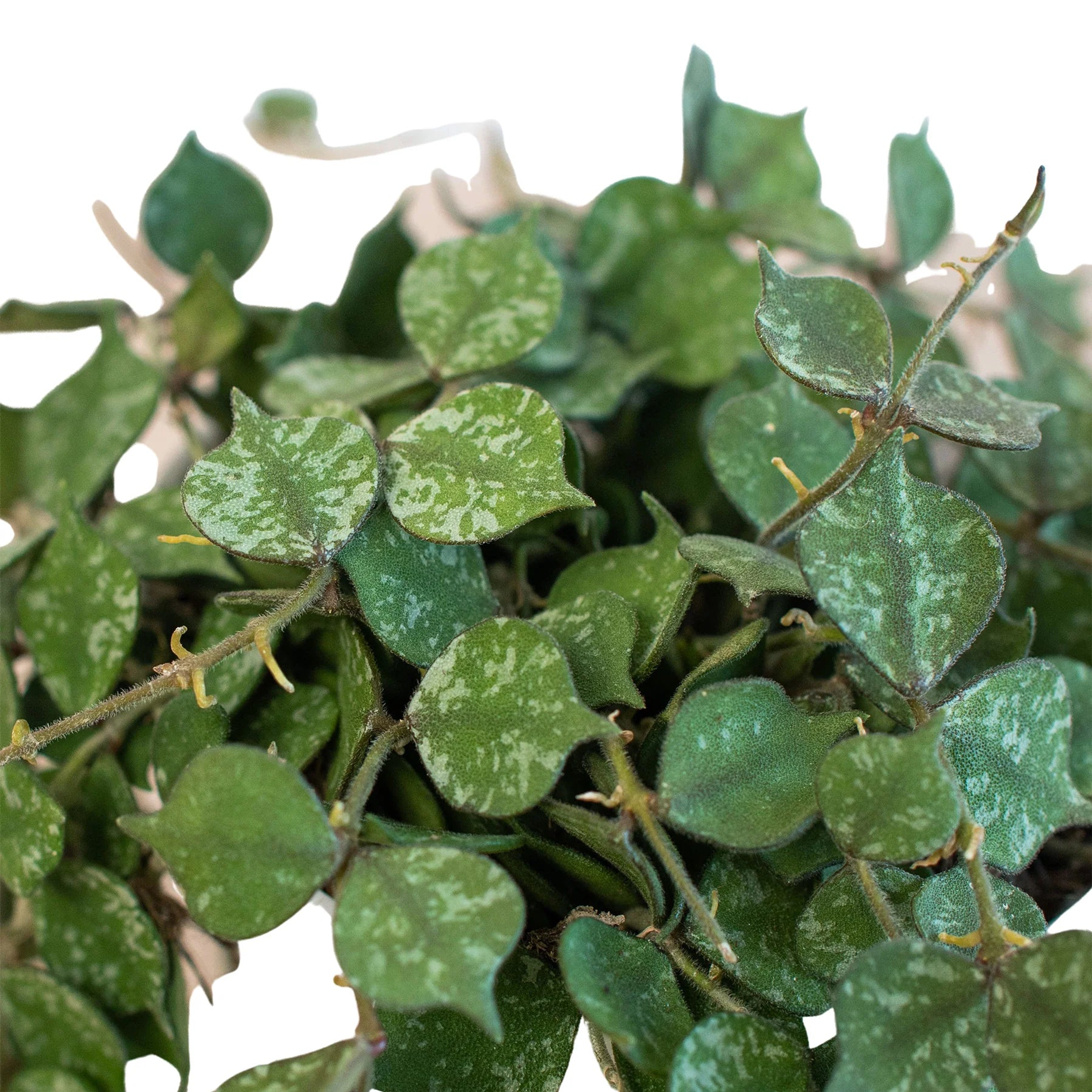 Hoya 'Curtisii' House Plant Wholesale