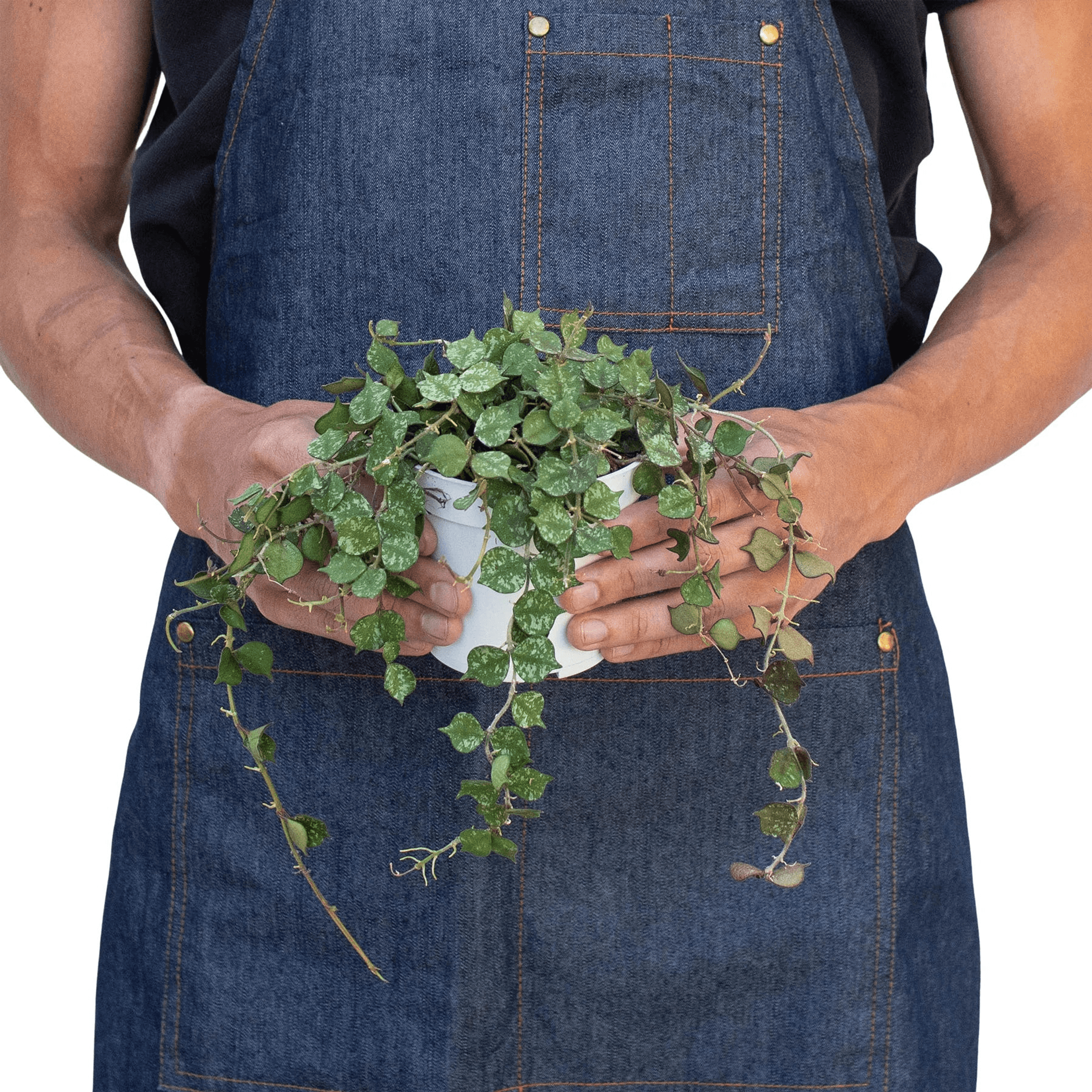 Hoya 'Curtisii' House Plant Wholesale