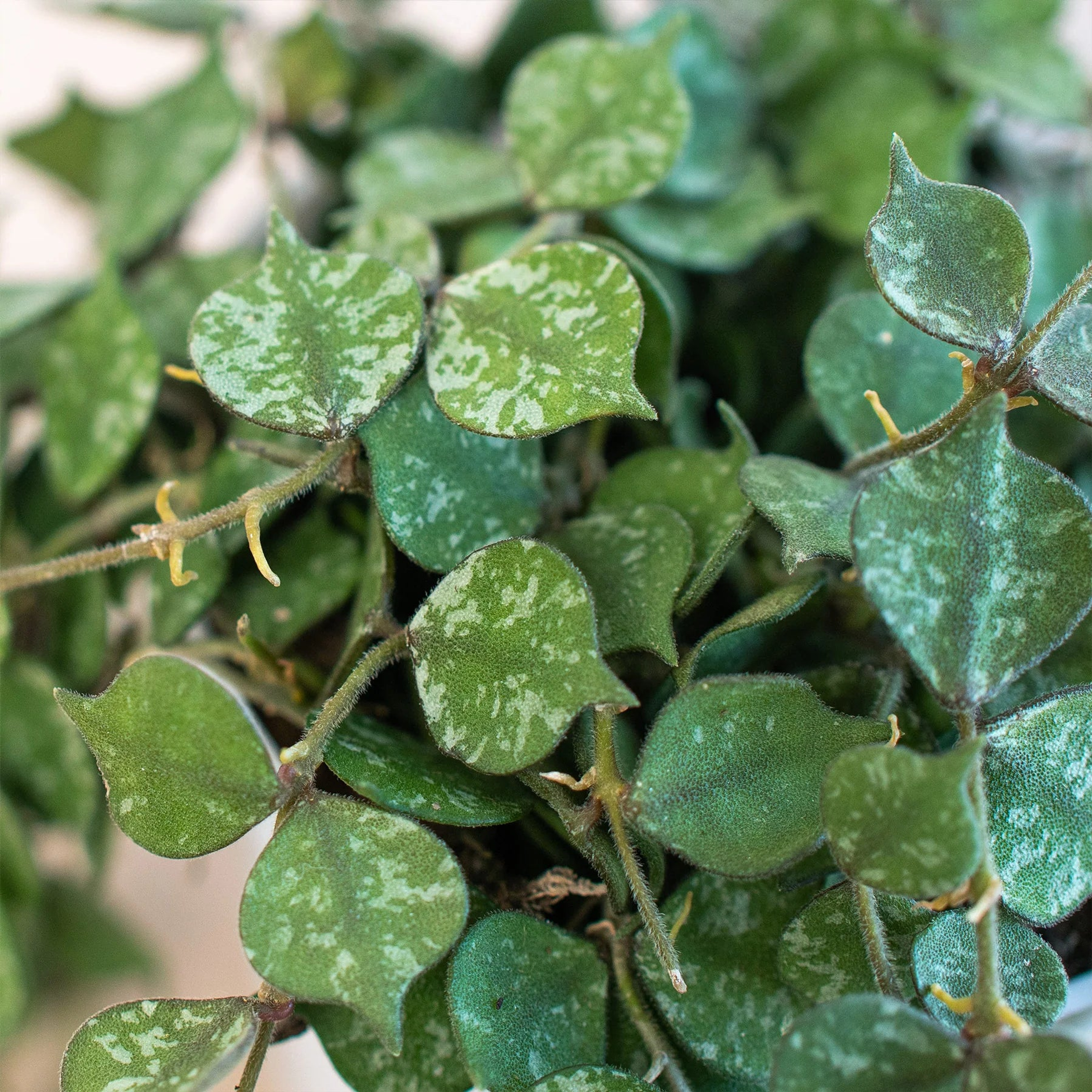 Hoya 'Curtisii' House Plant Wholesale