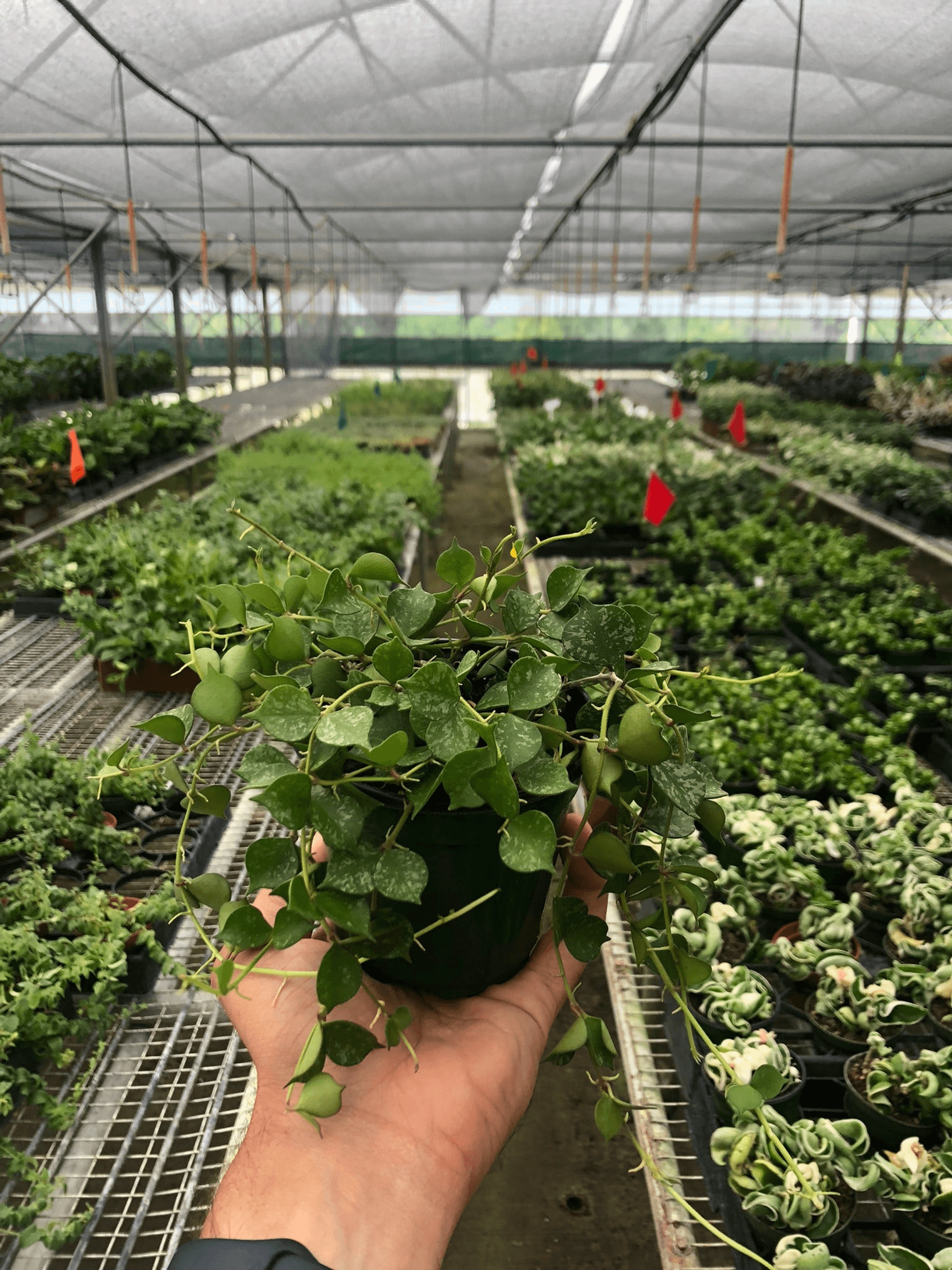 Hoya 'Curtisii' House Plant Wholesale