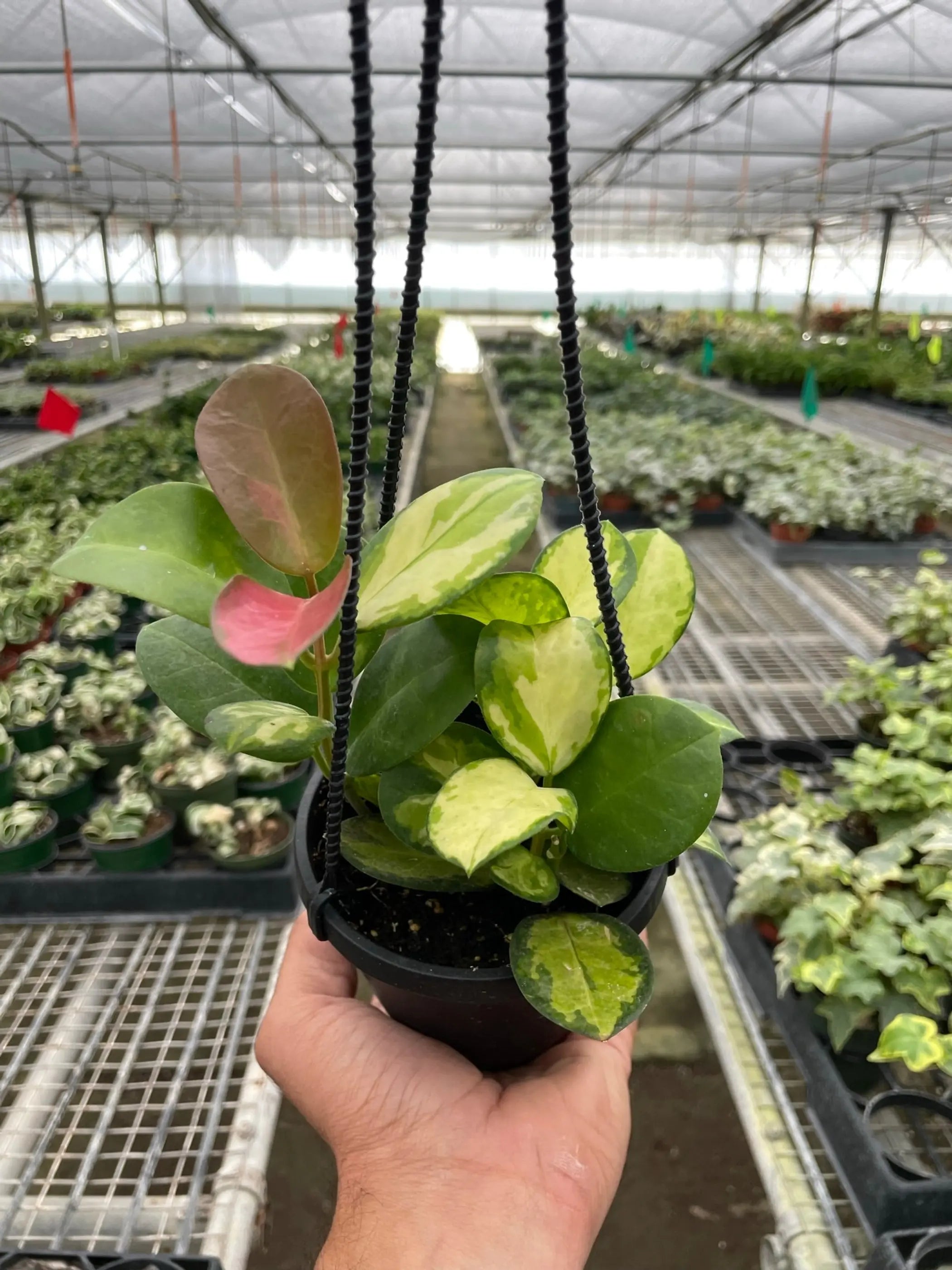 Hoya 'Lisa' House Plant Dropship
