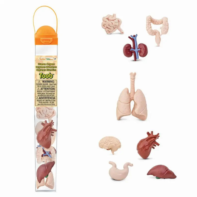 Human Organs Safari LTD