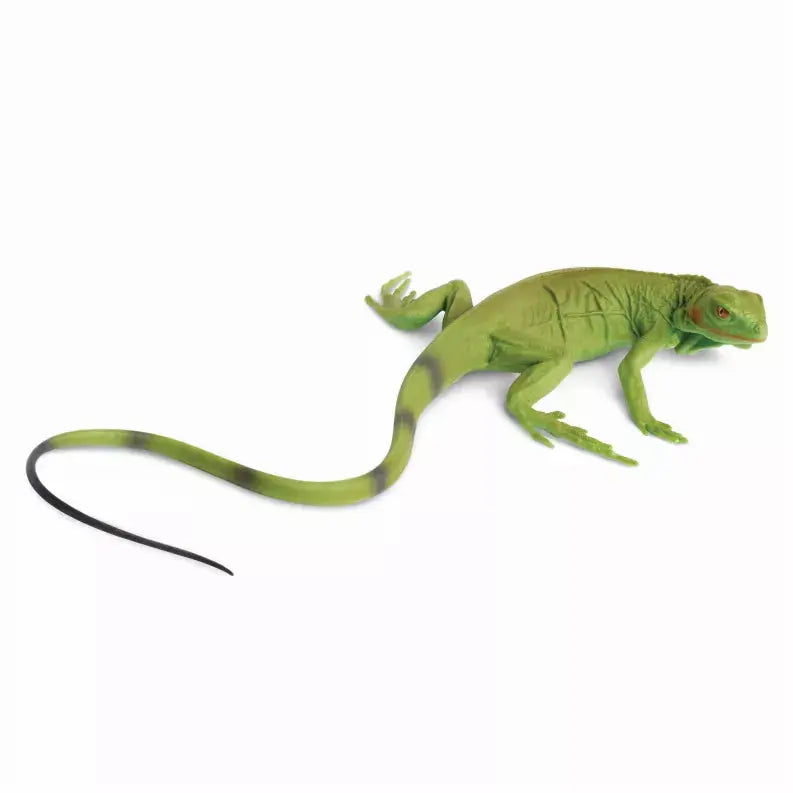 Iguana Baby Safari LTD