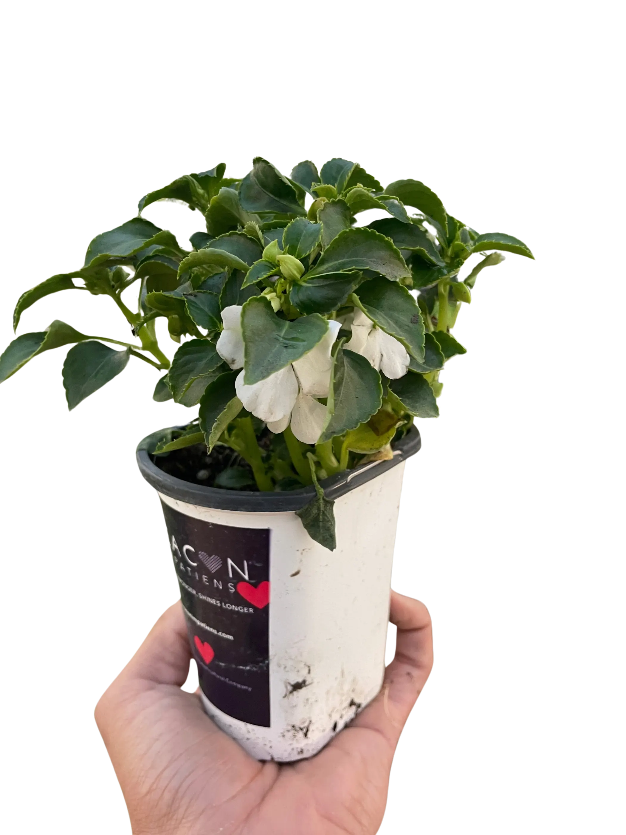 Impatiens House Plant Wholesale