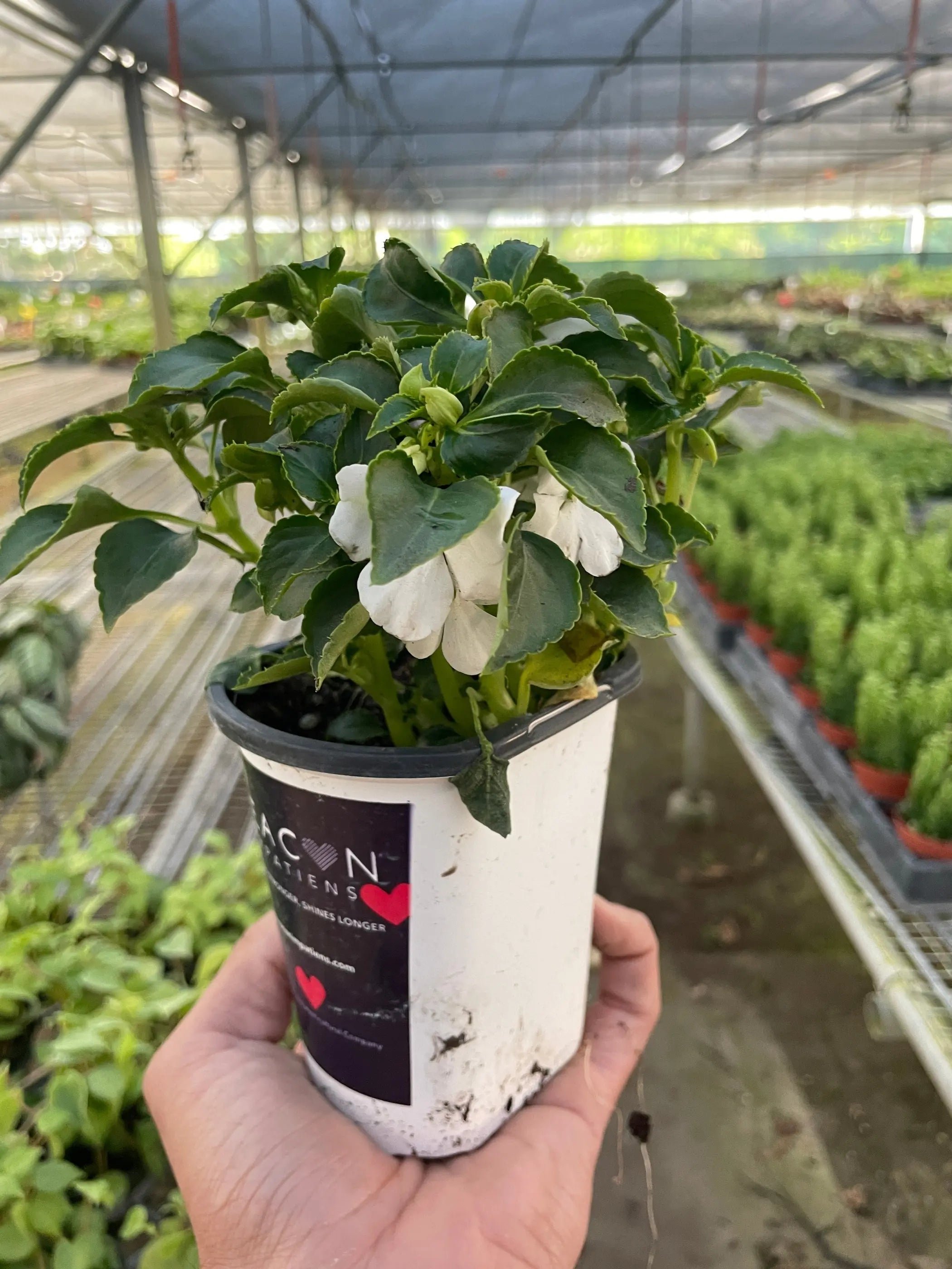 Impatiens House Plant Wholesale