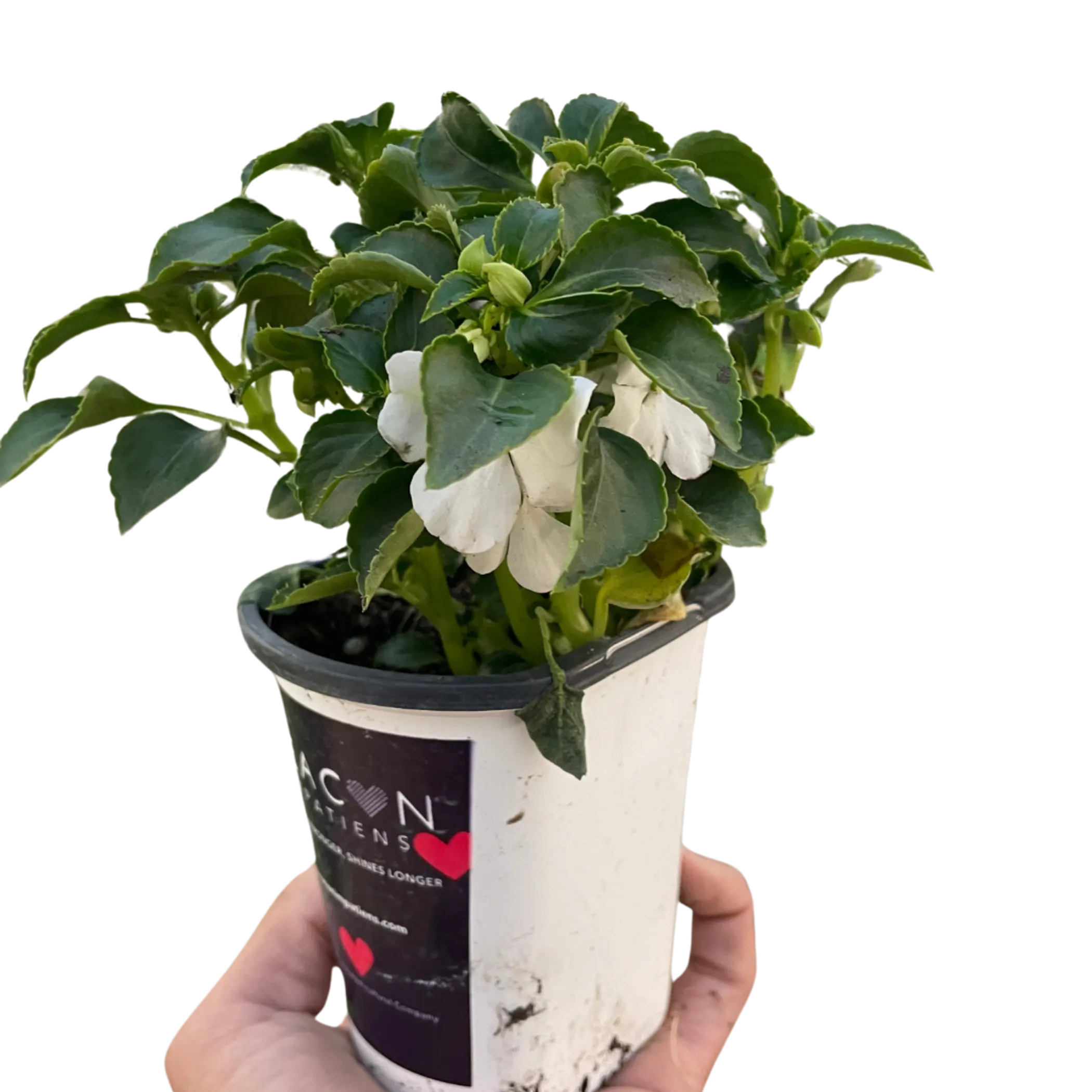 Impatiens House Plant Wholesale