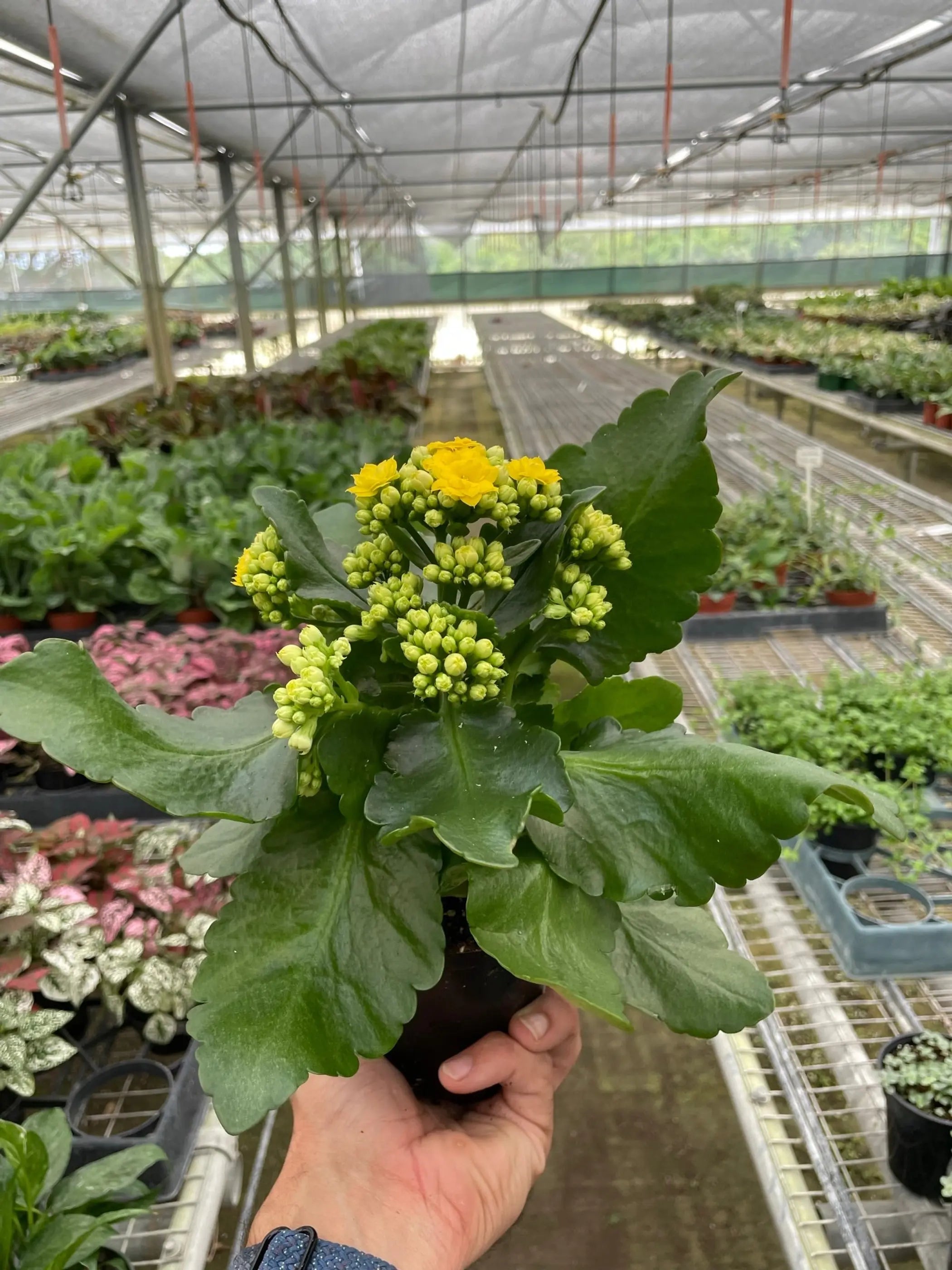 Kalanchoe House Plant Wholesale