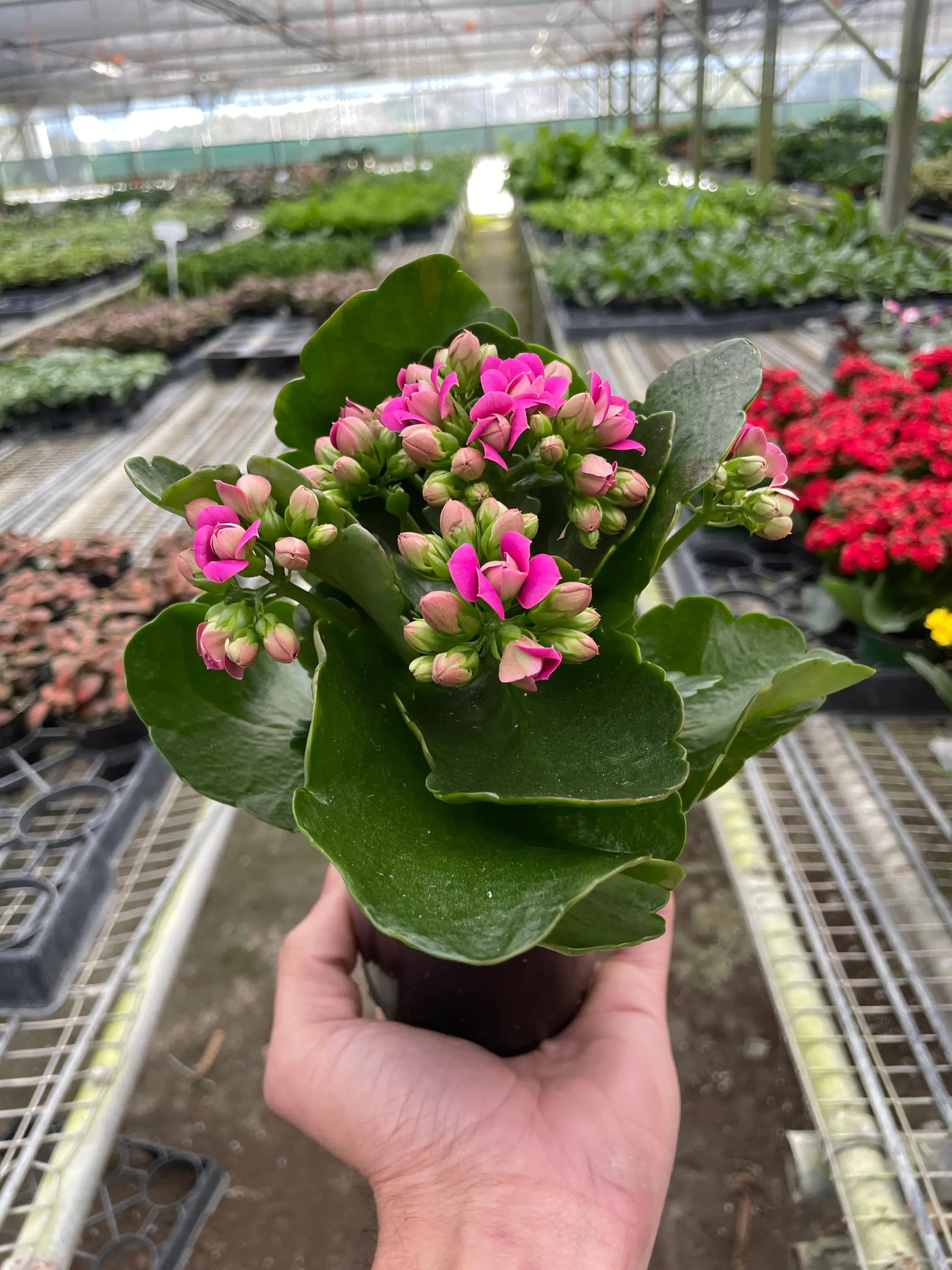 Kalanchoe House Plant Wholesale