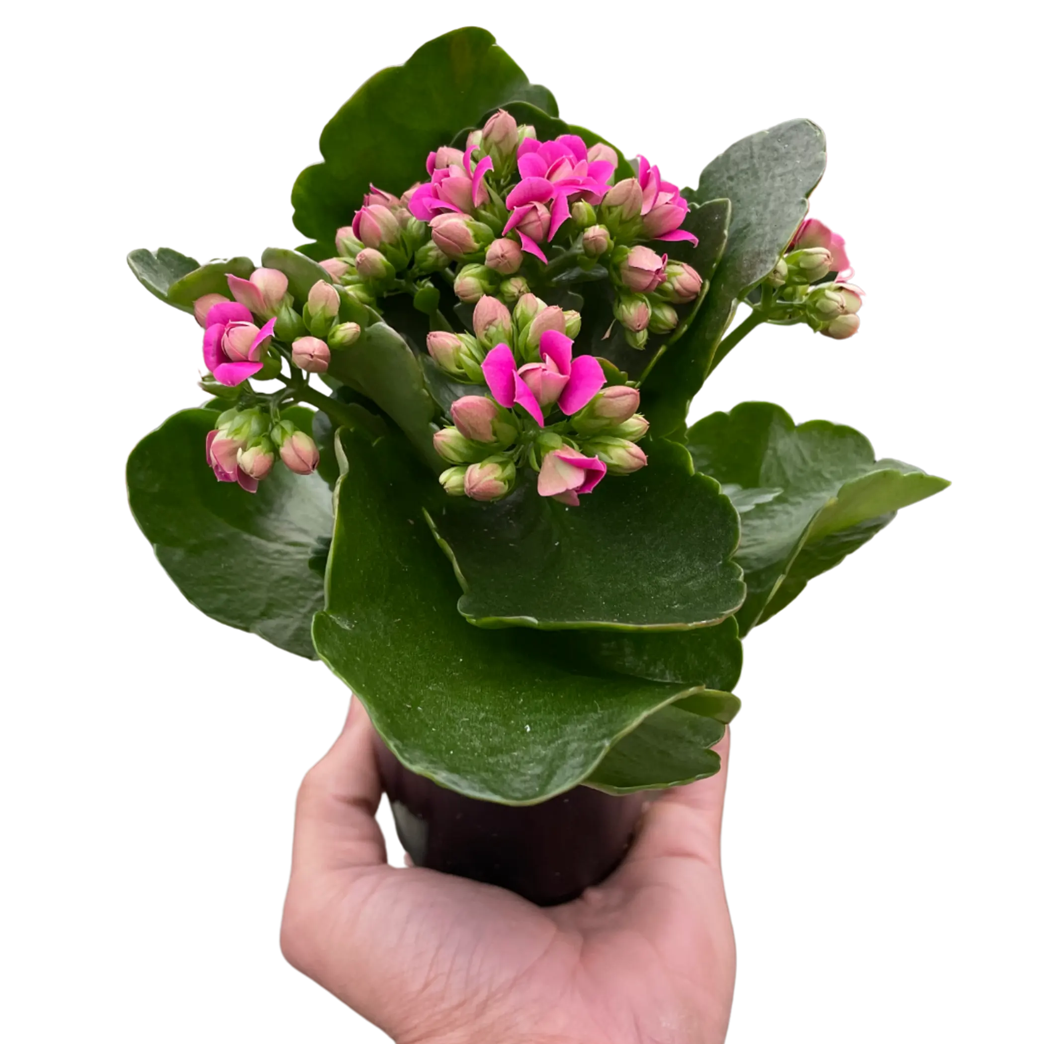 Kalanchoe House Plant Wholesale