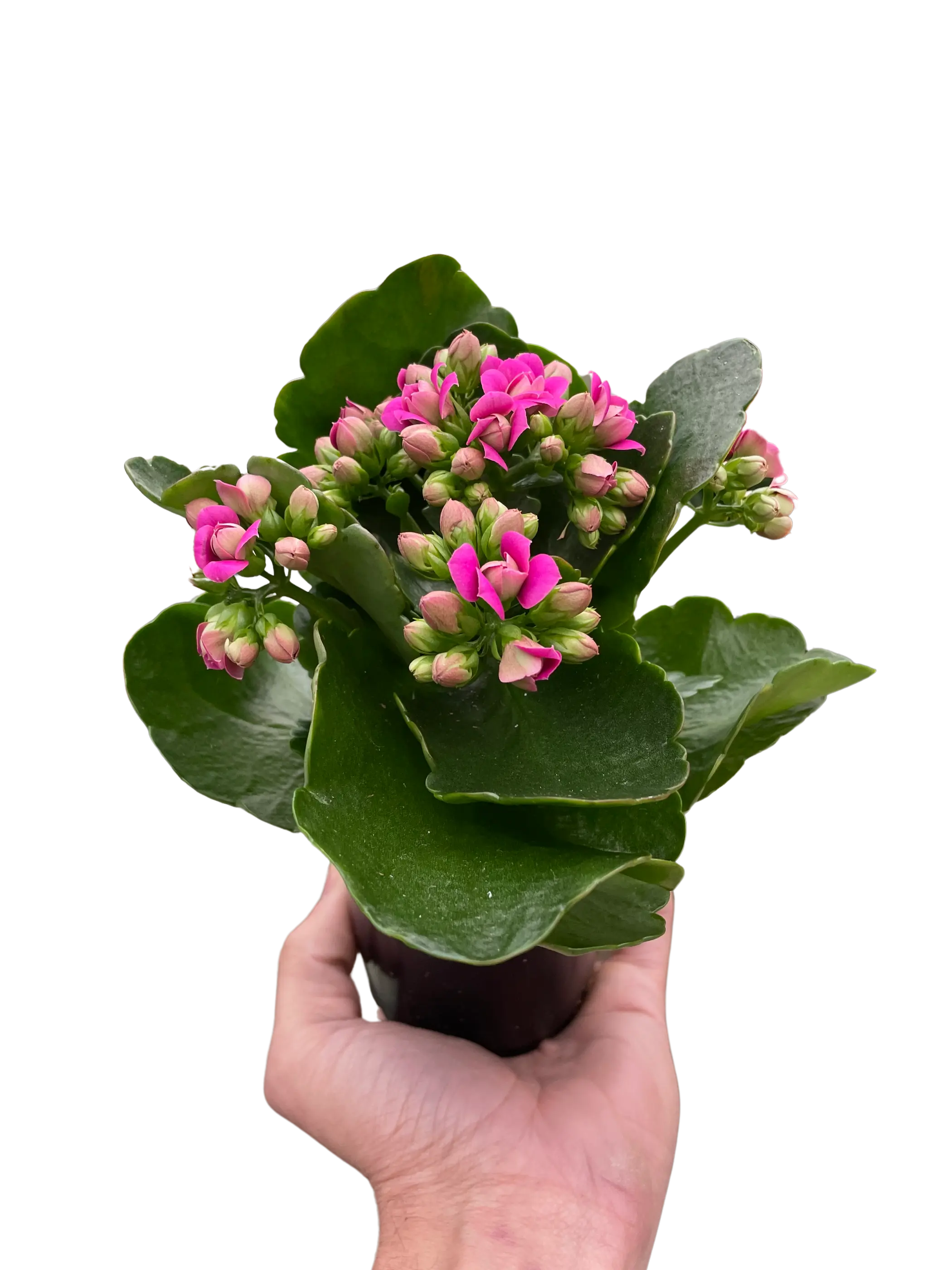 Kalanchoe House Plant Wholesale