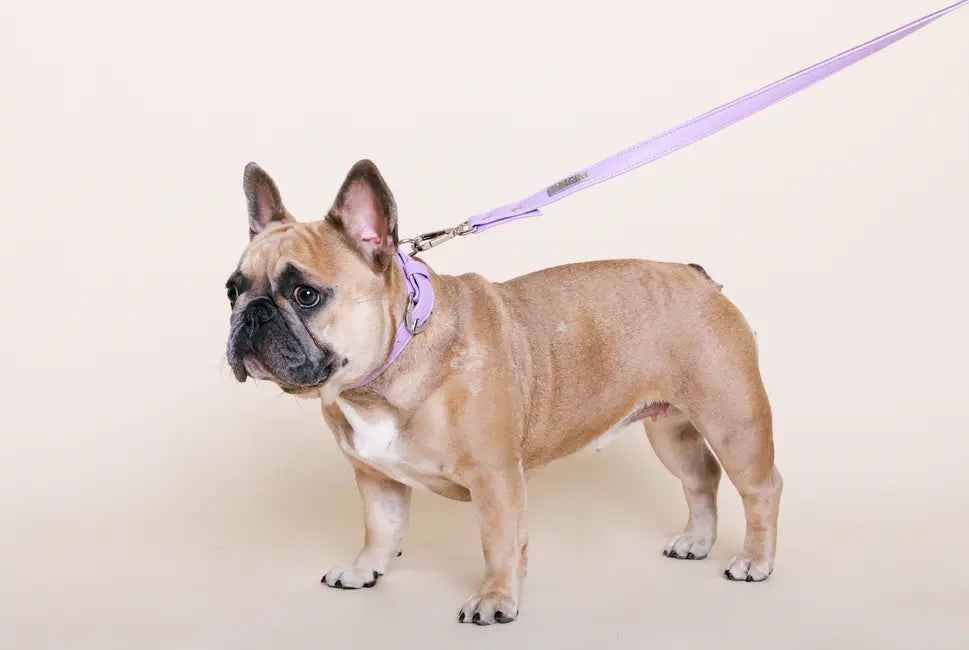 Lavender Cactus Leash DIPHDA