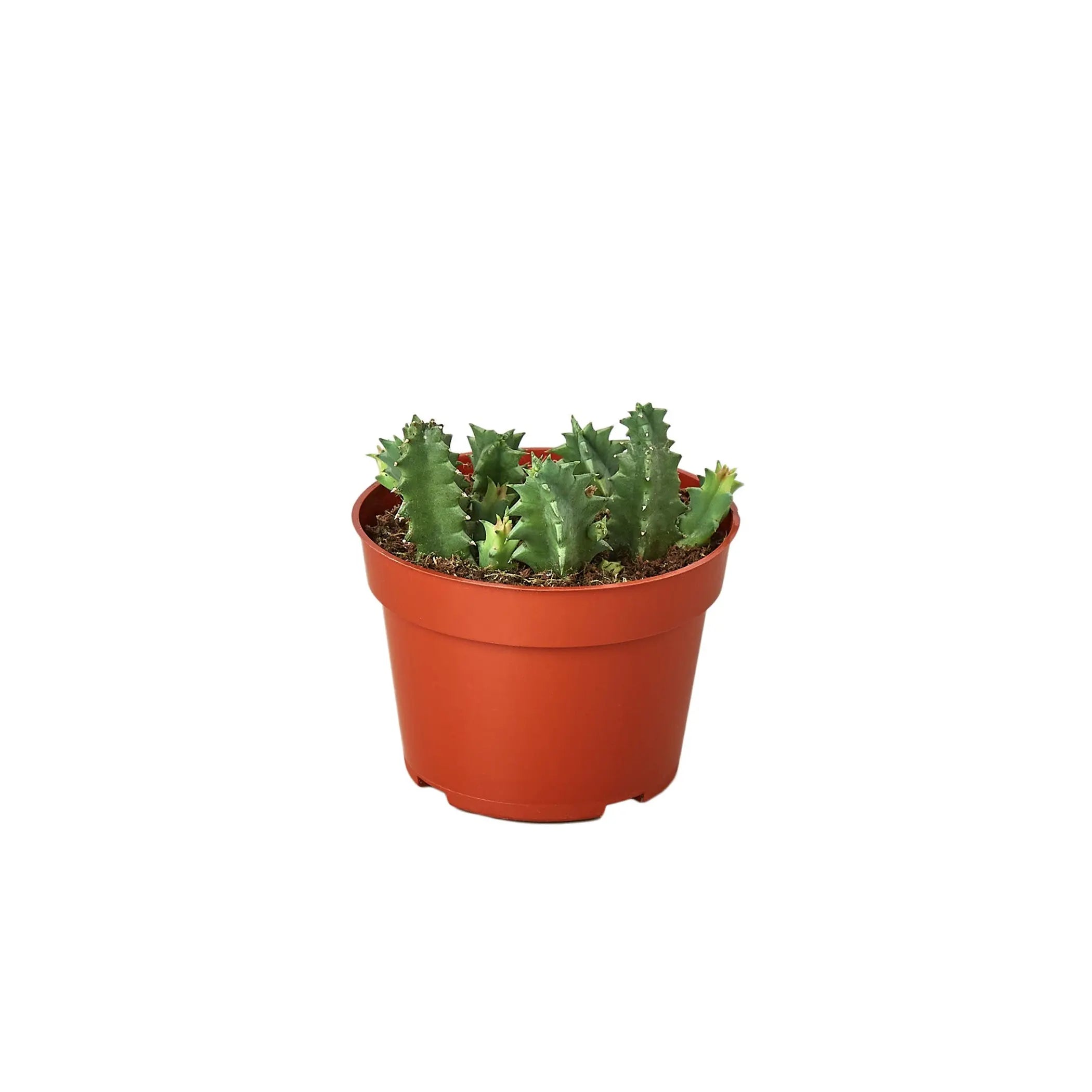 Lifesaver Cactus House Plant Wholesale
