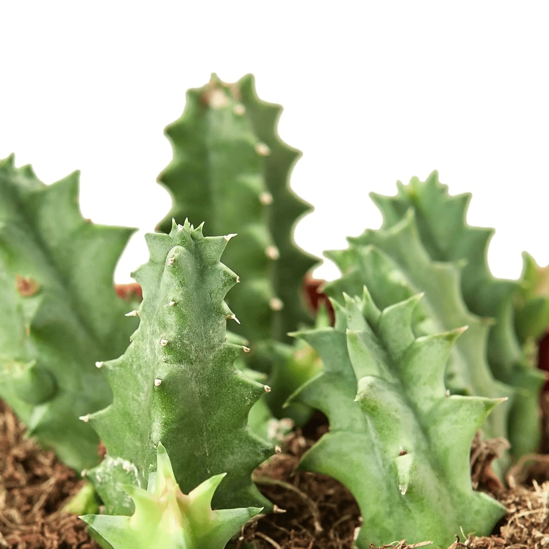 Lifesaver Cactus House Plant Wholesale