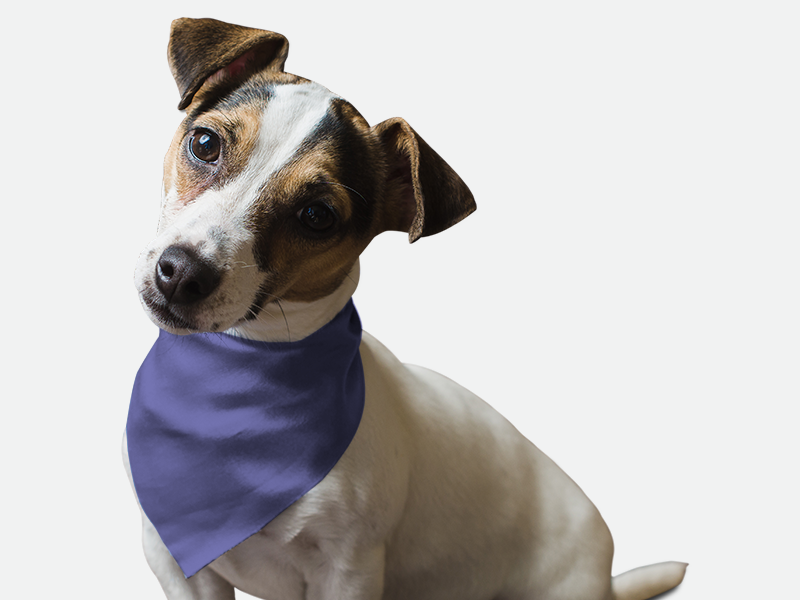 Lovely Lavender Bandoggies