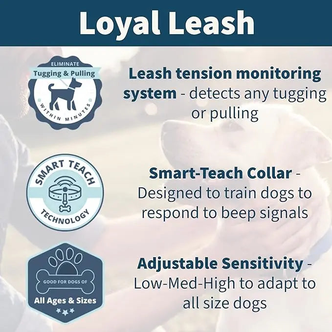 Loyal leash Hetzer Design and innovations