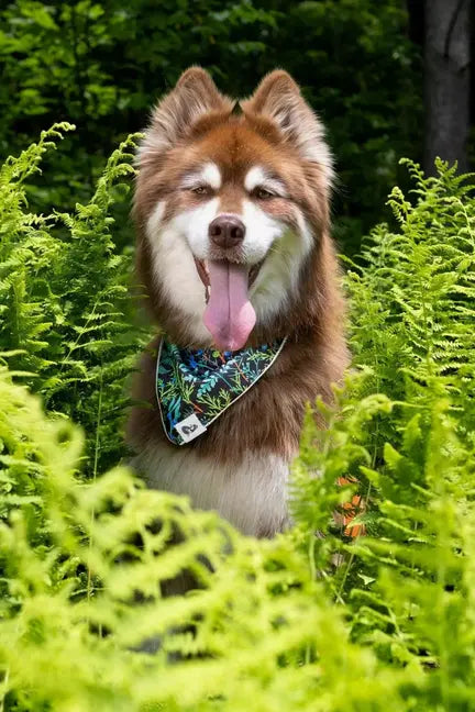 Magical Fern Forest Dog Bandana & Matching Keychain Aria the Fox