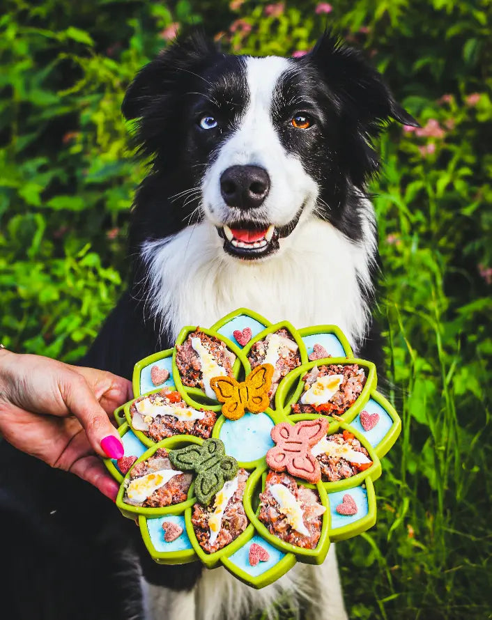 Mandala Design eTray Enrichment Tray for Dogs SodaPup