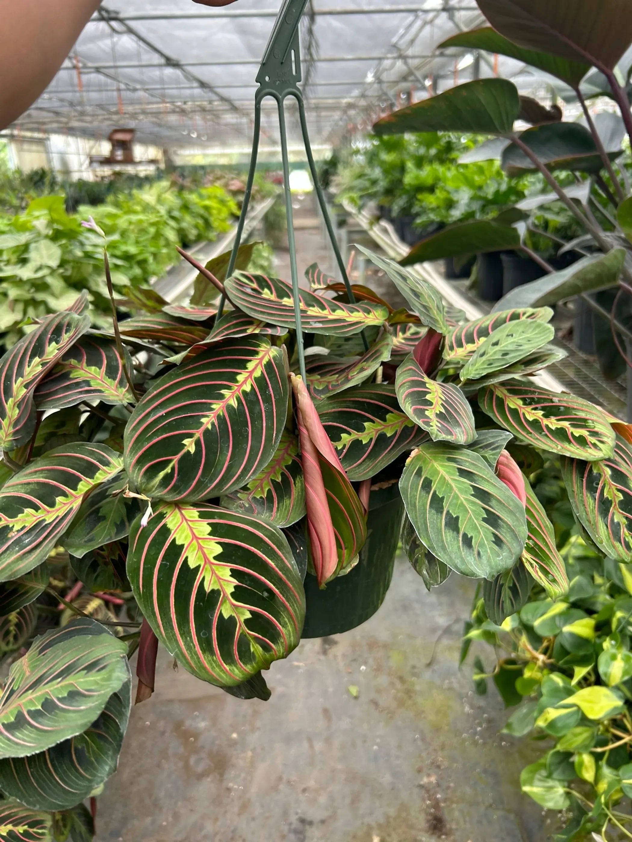 Maranta Red Prayer House Plant Wholesale