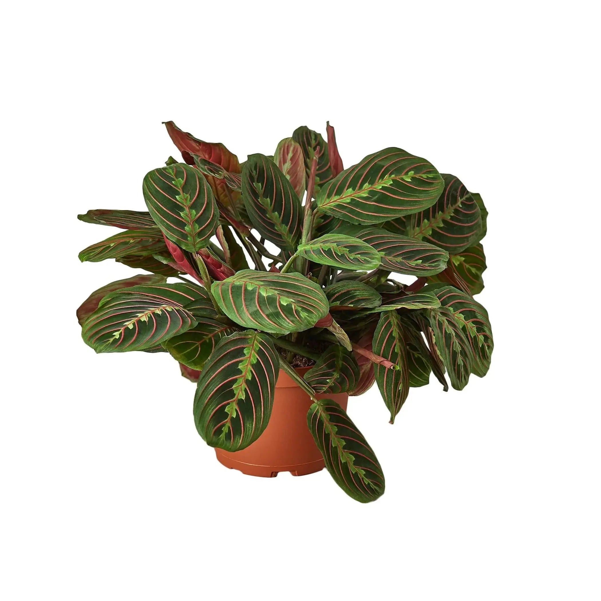 Maranta Red Prayer House Plant Wholesale