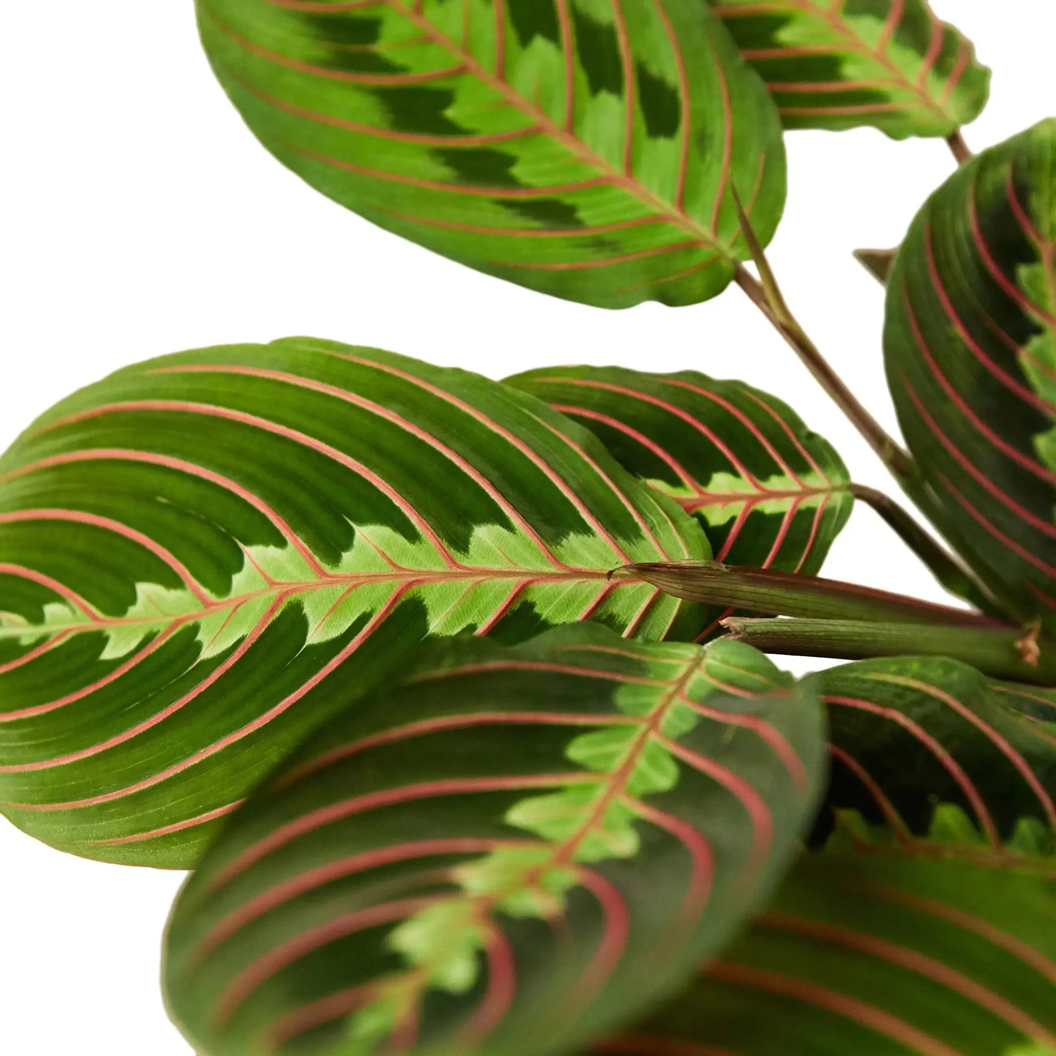 Maranta Red Prayer House Plant Wholesale